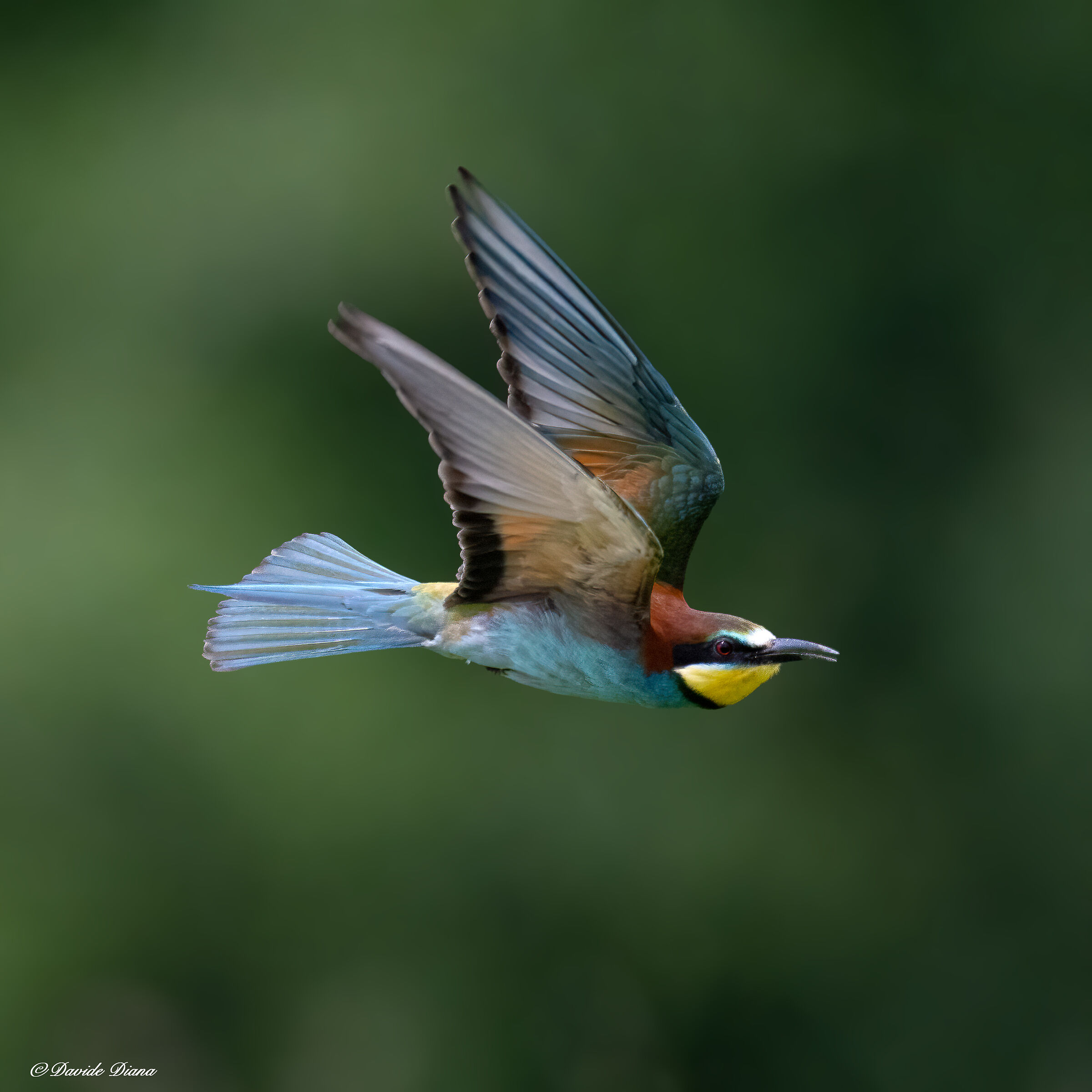 Bee-eater