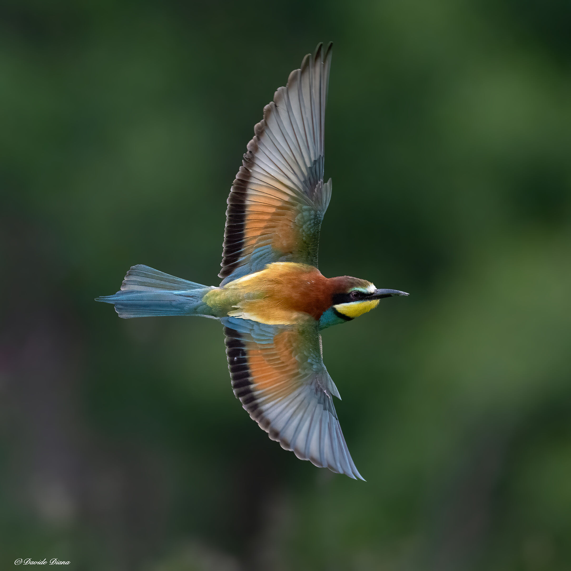 Bee-eater