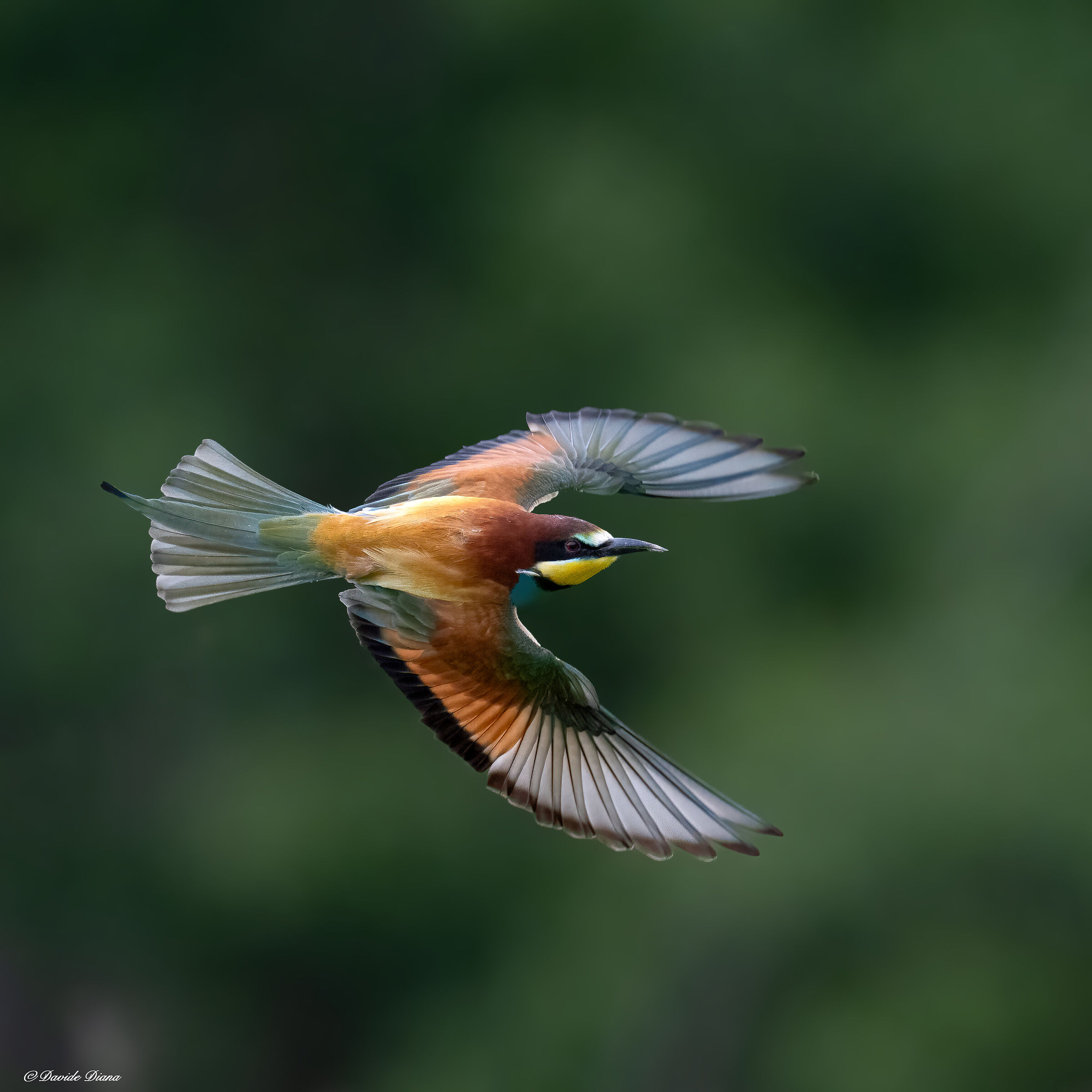 Bee-eater