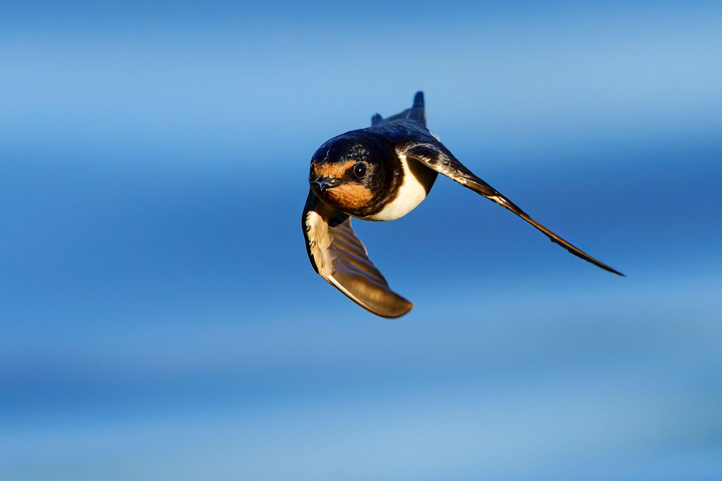 Swallow zow