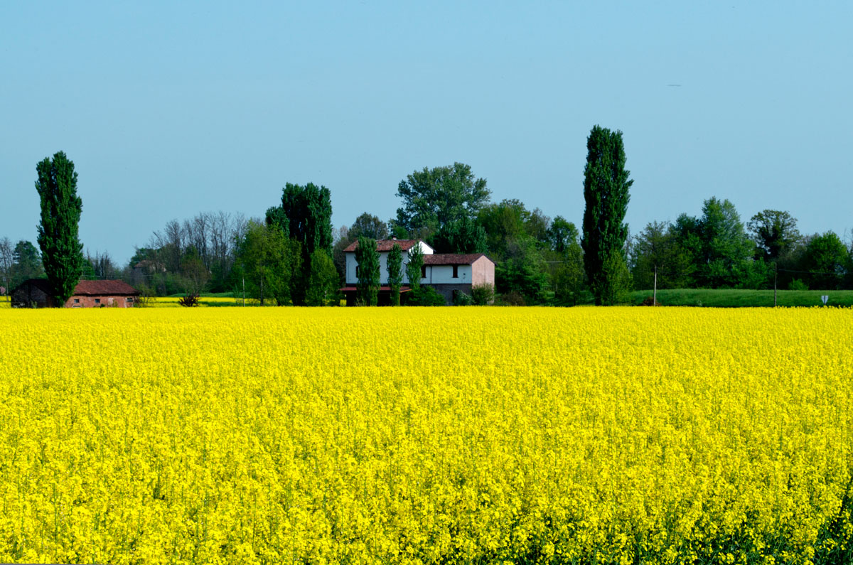the countryside in spring
