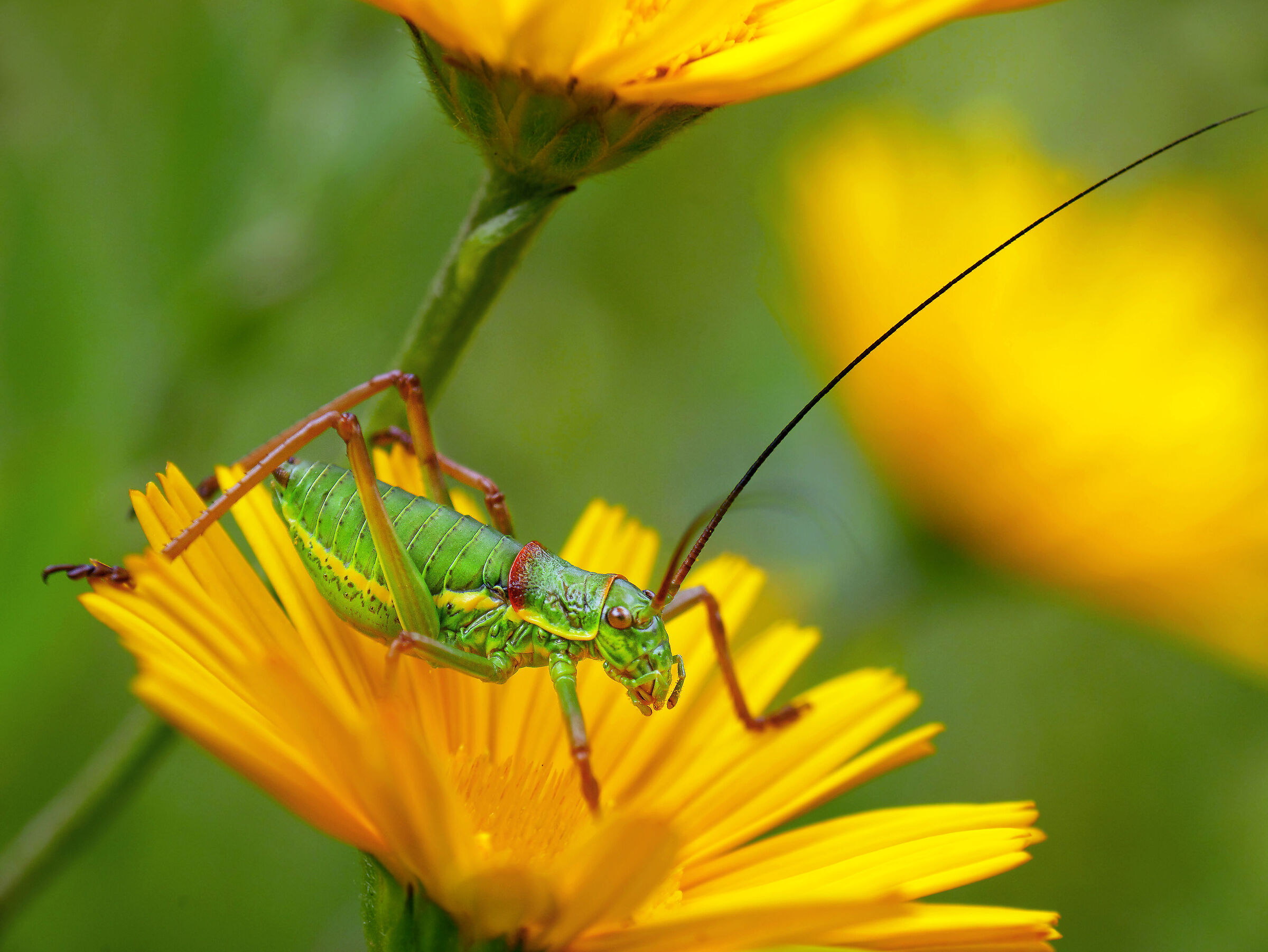 Ephippiger ephippiger