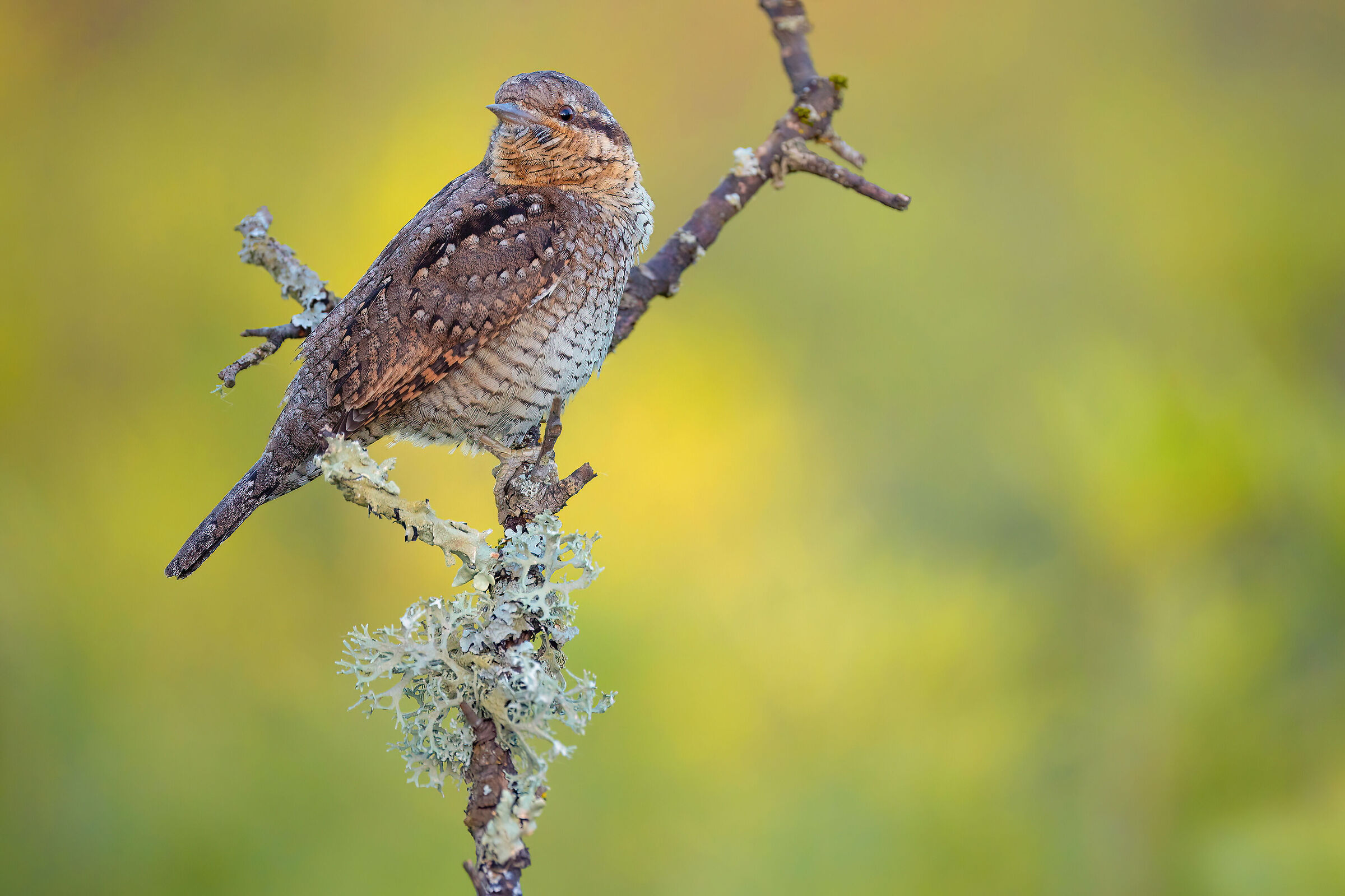 wryneck