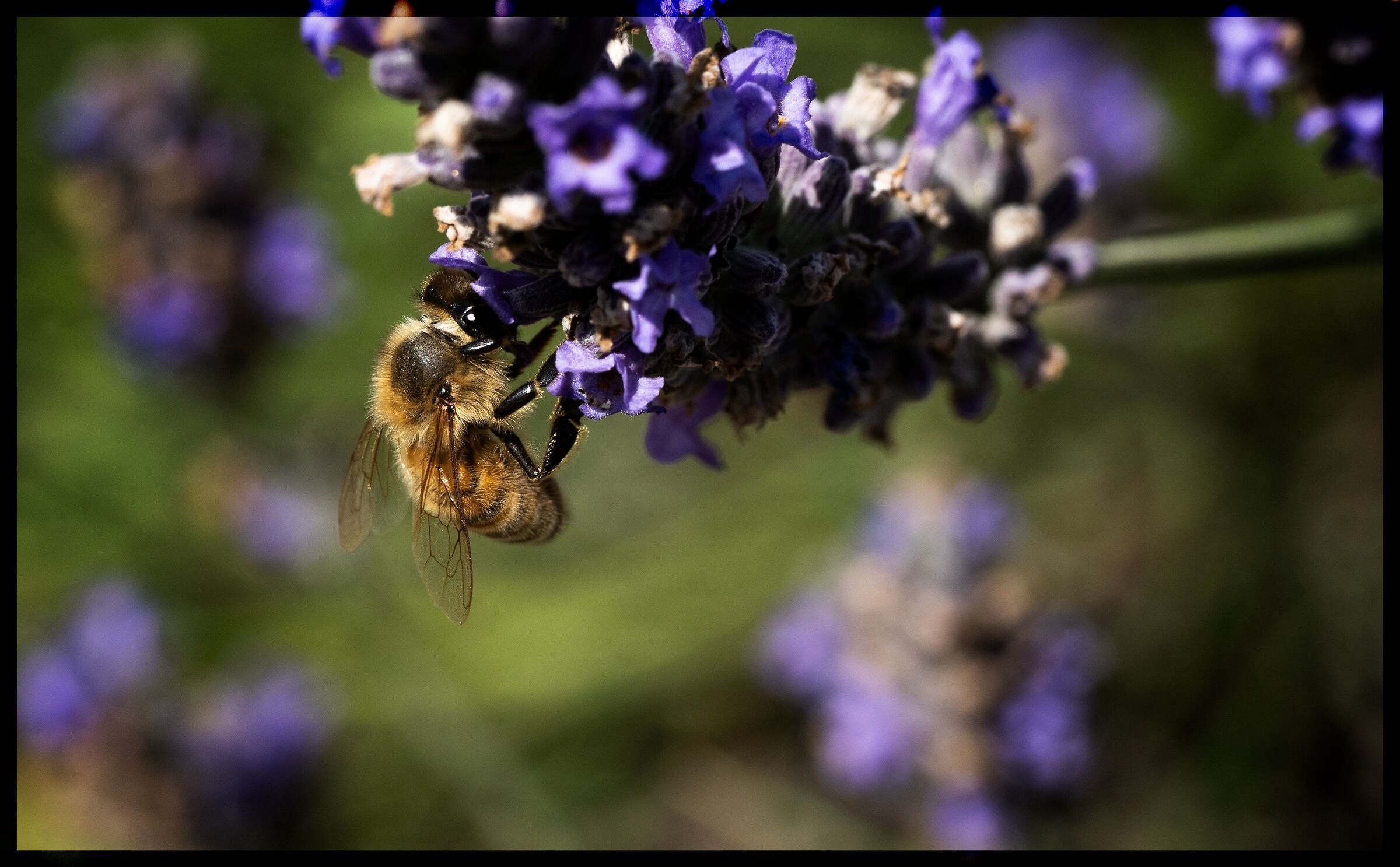 Ape sul fiore della lavanda
