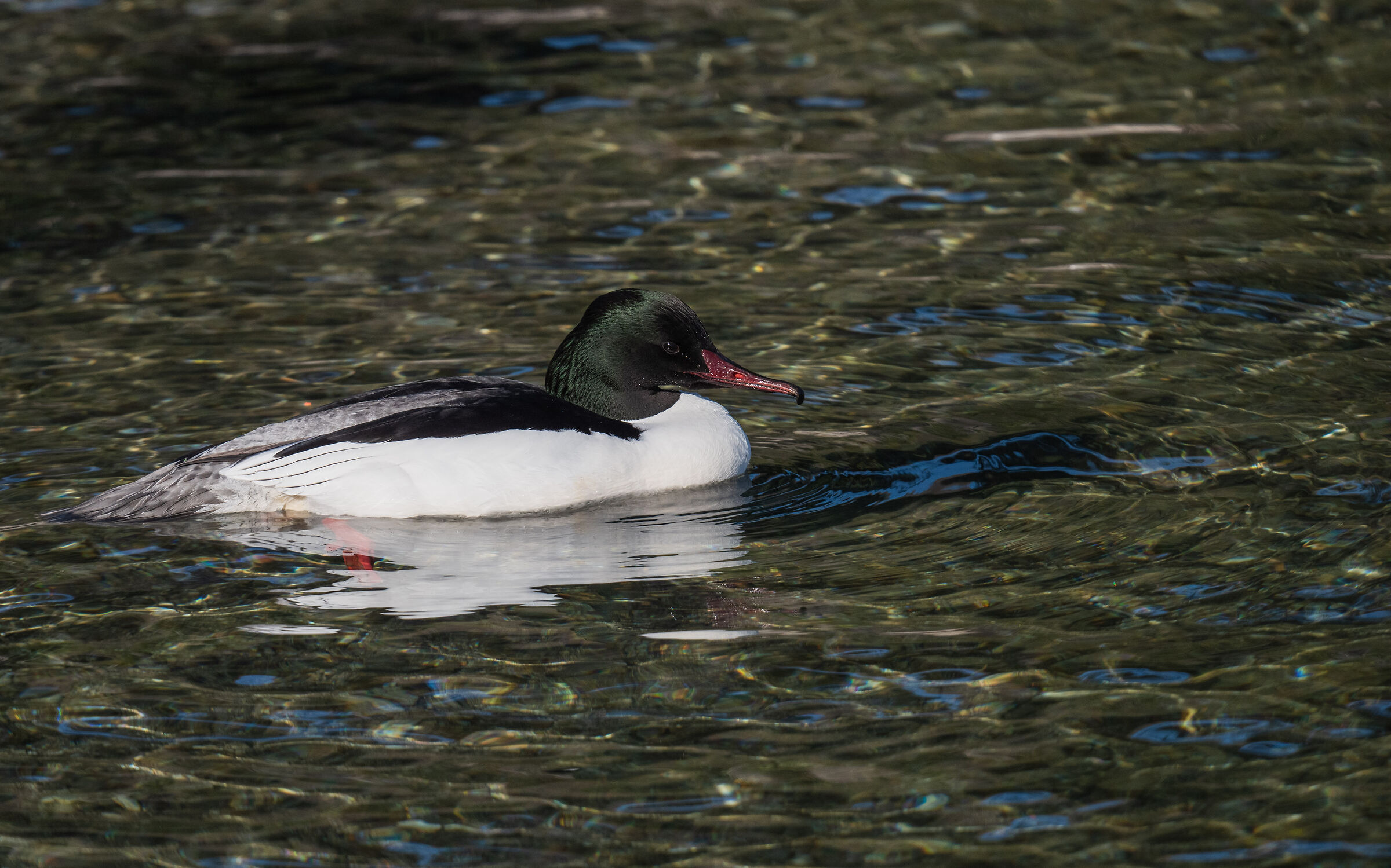 Male Merganser