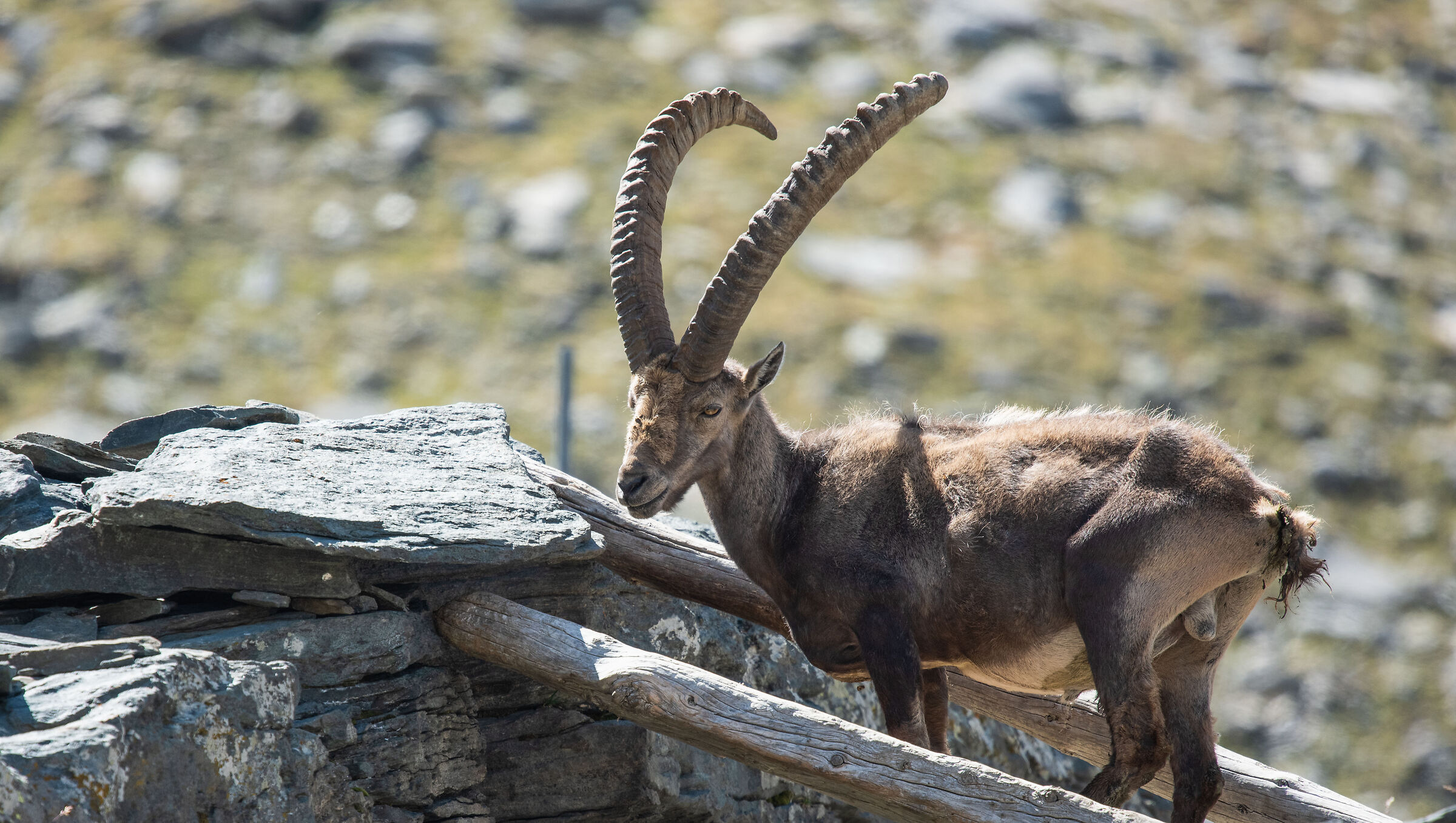 male ibex