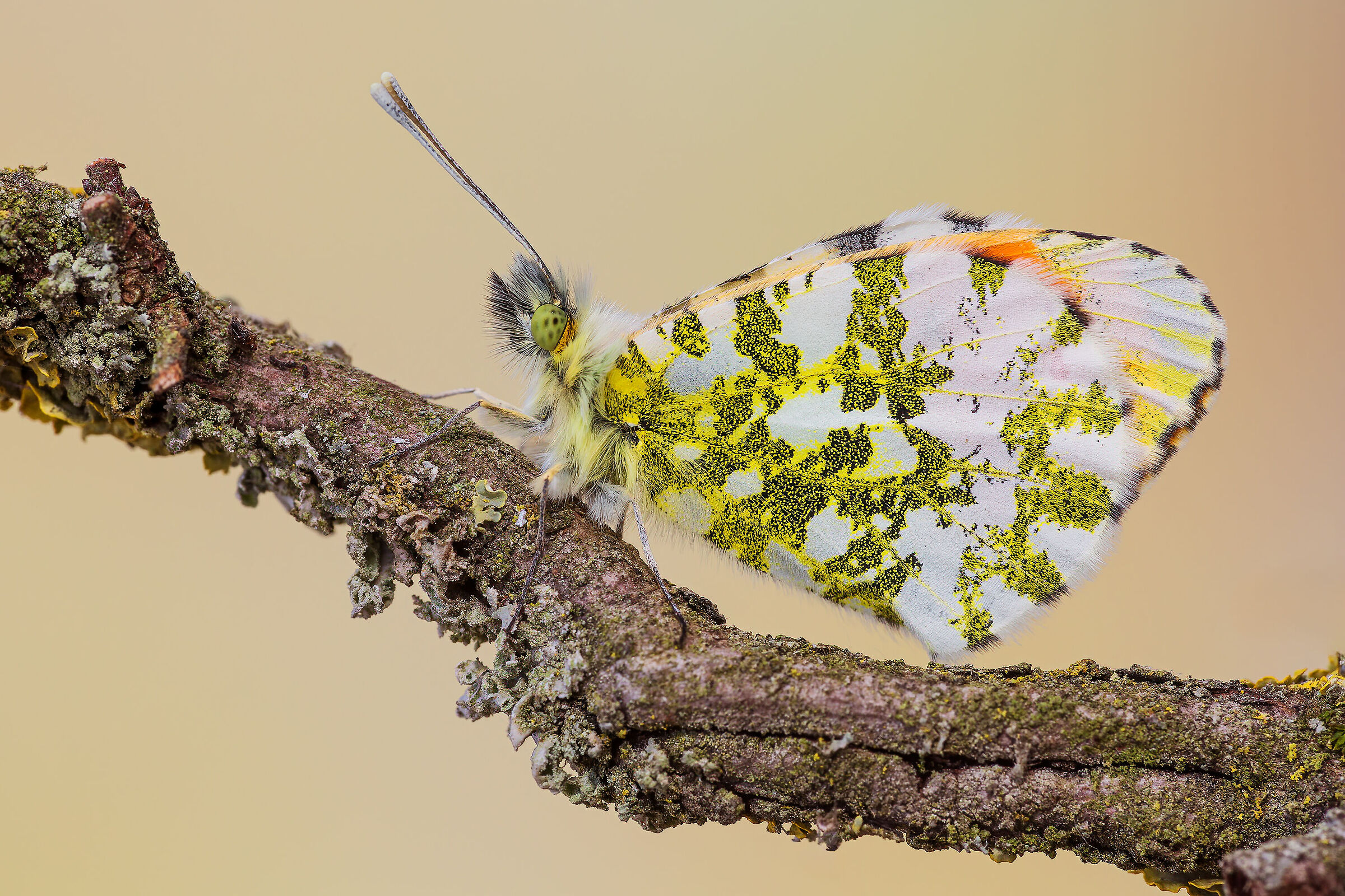 Anthocharis cardamines