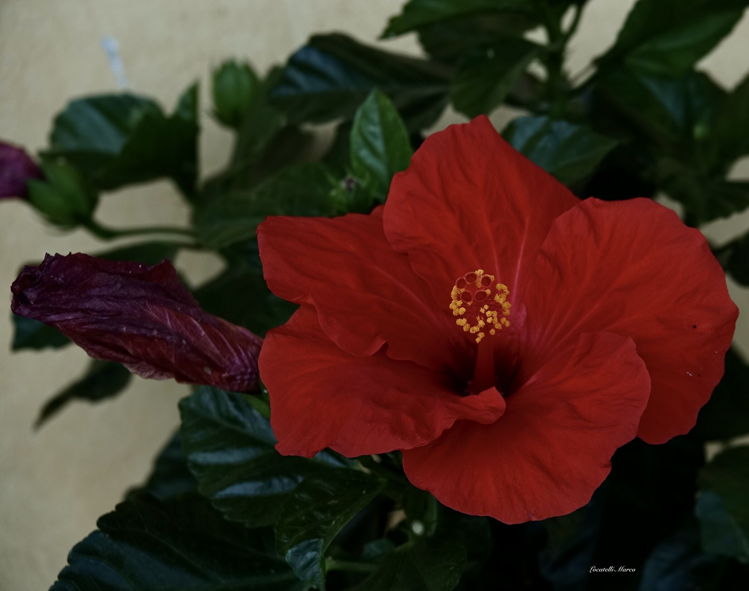 Hibiscus