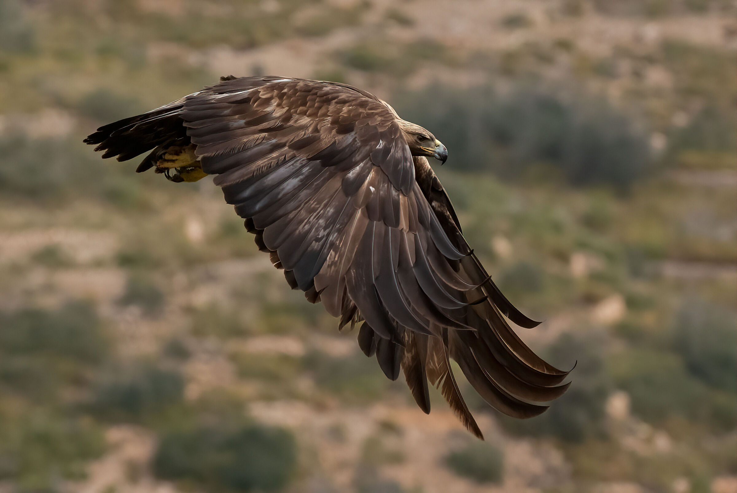 aquila reale (aquila chrysaetos) "il volo della regina&...