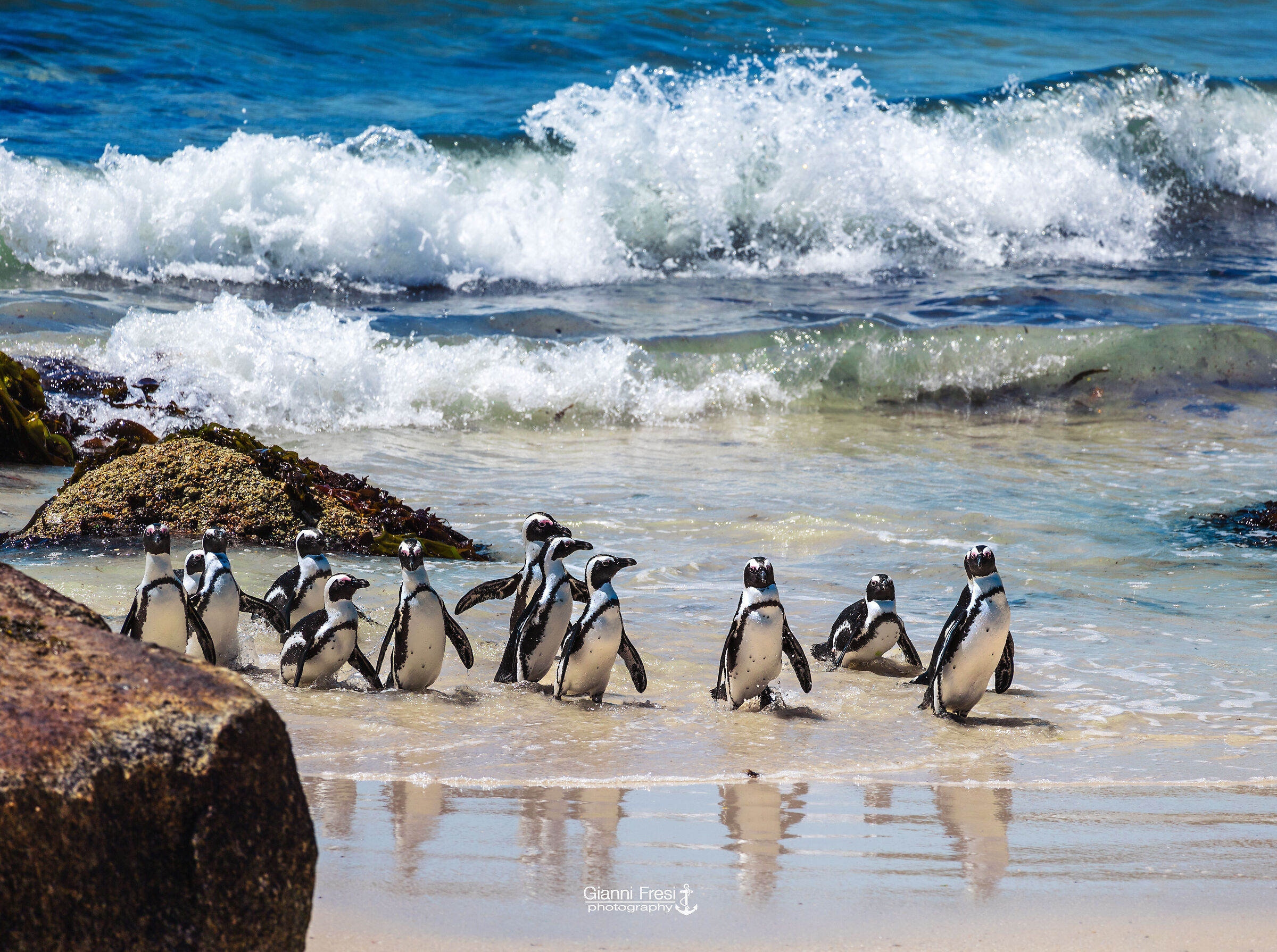 The Penguins of Boulders Beach