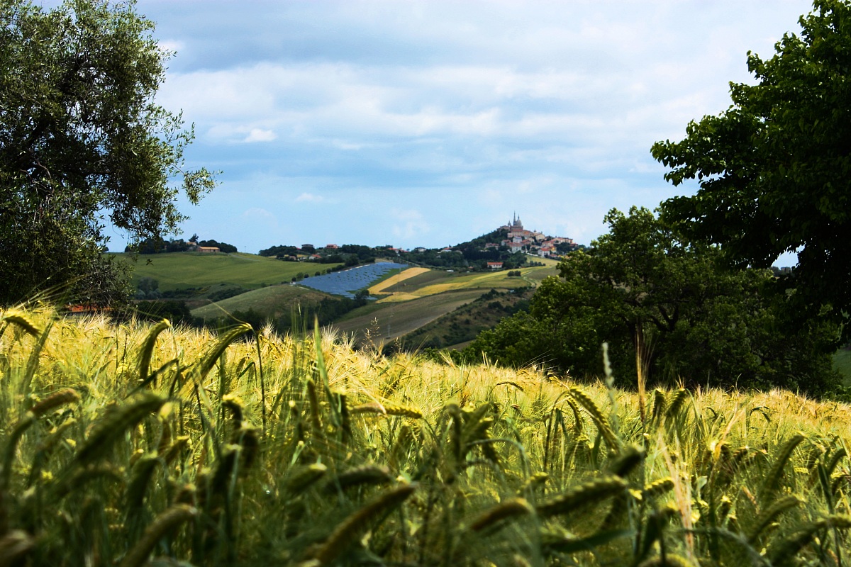 colline marchigiane