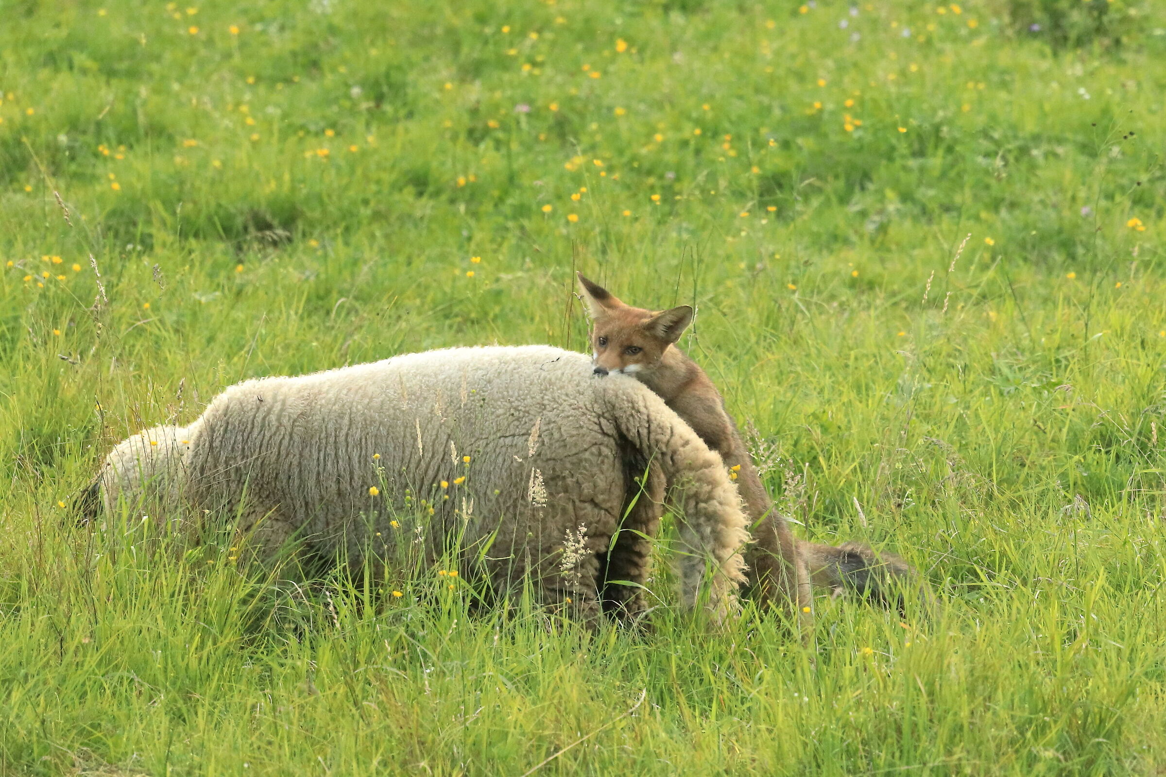 gemelli diversi