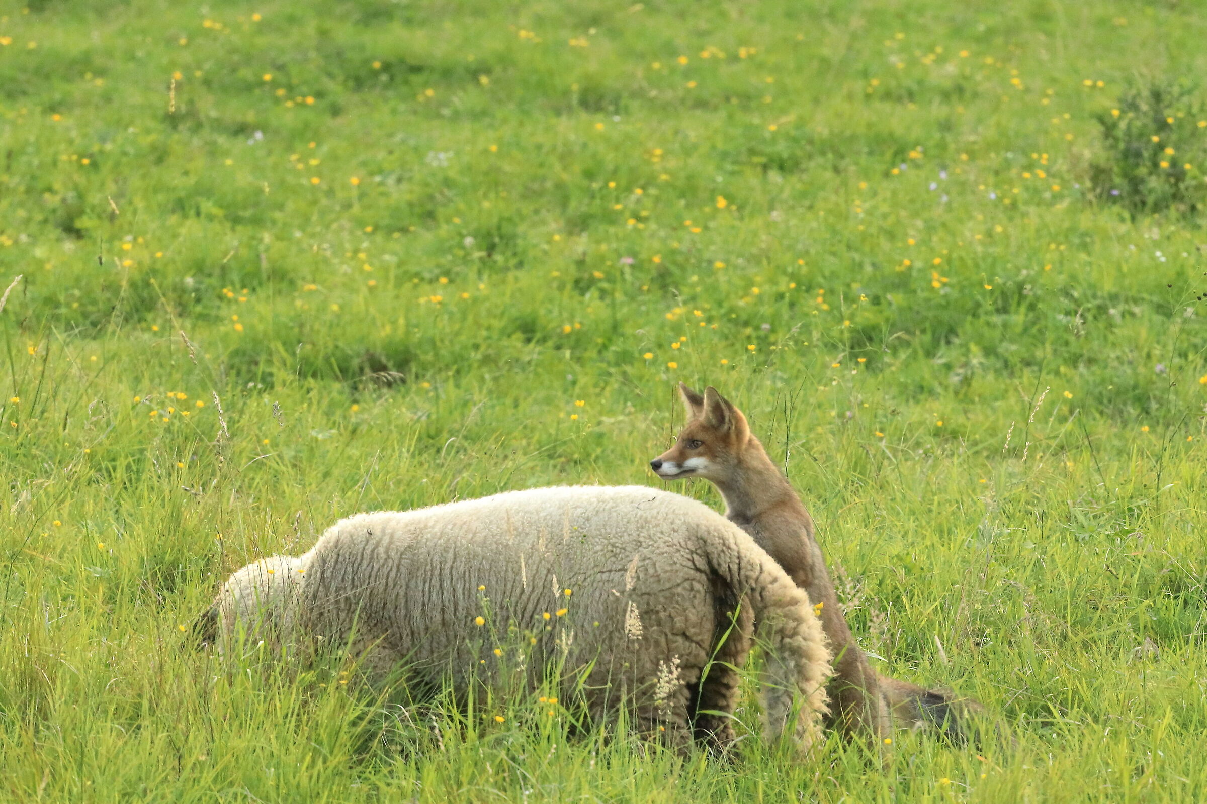 gemelli diversi