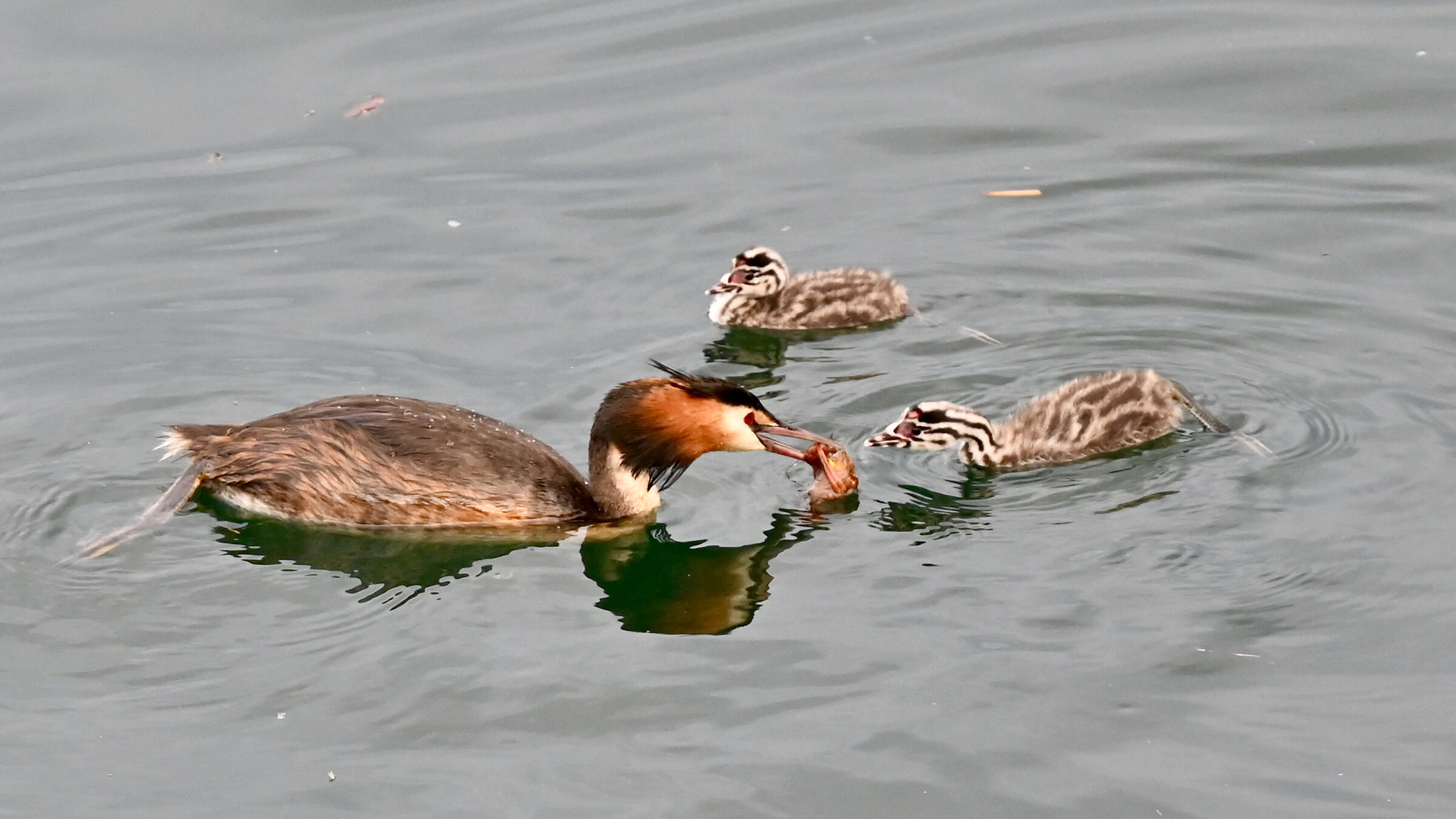 Grebe: a shrimp for you 2 !