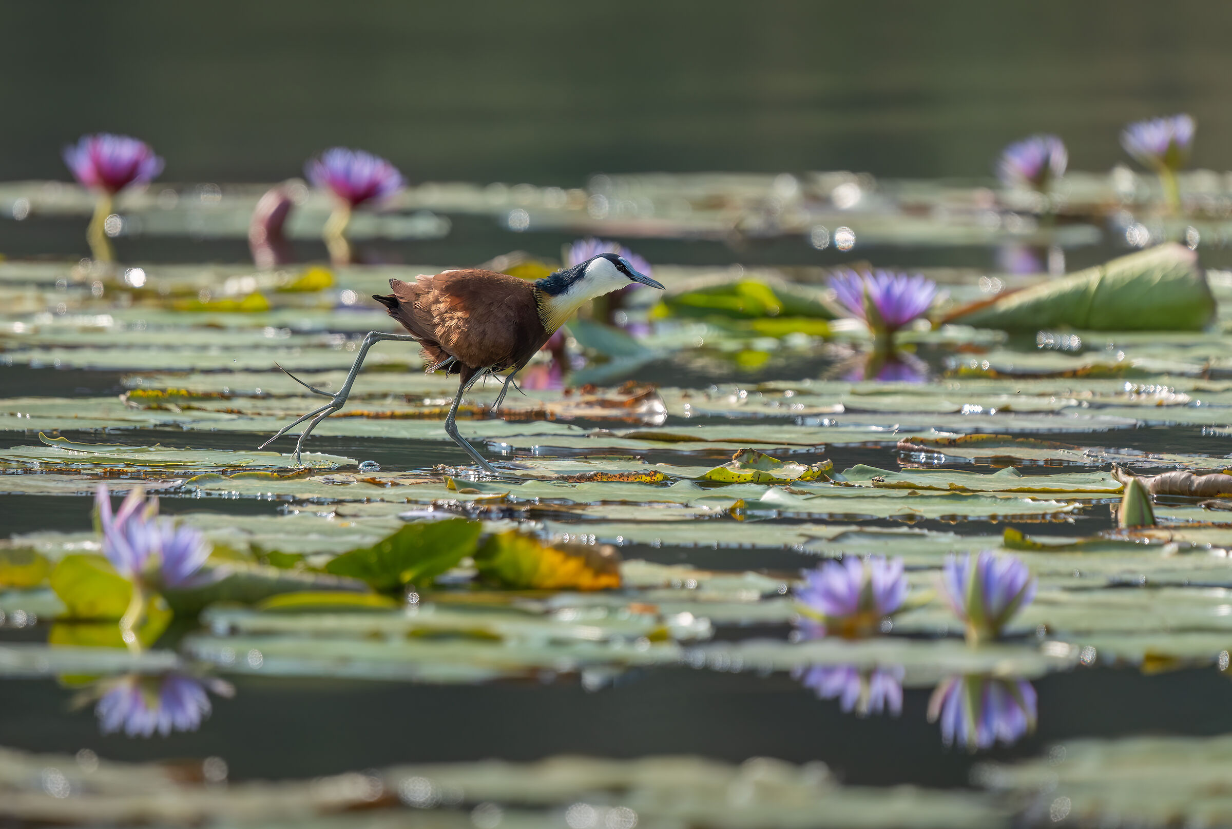 African Jacana