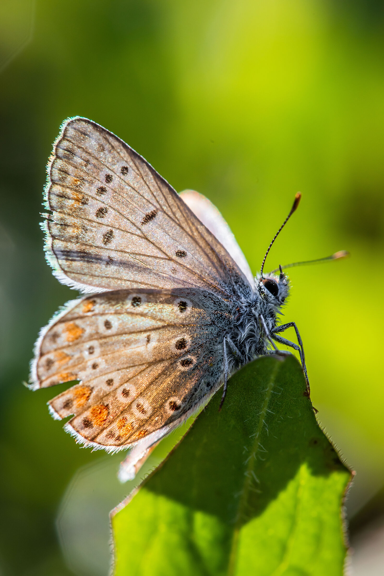 Polyommatus icarus