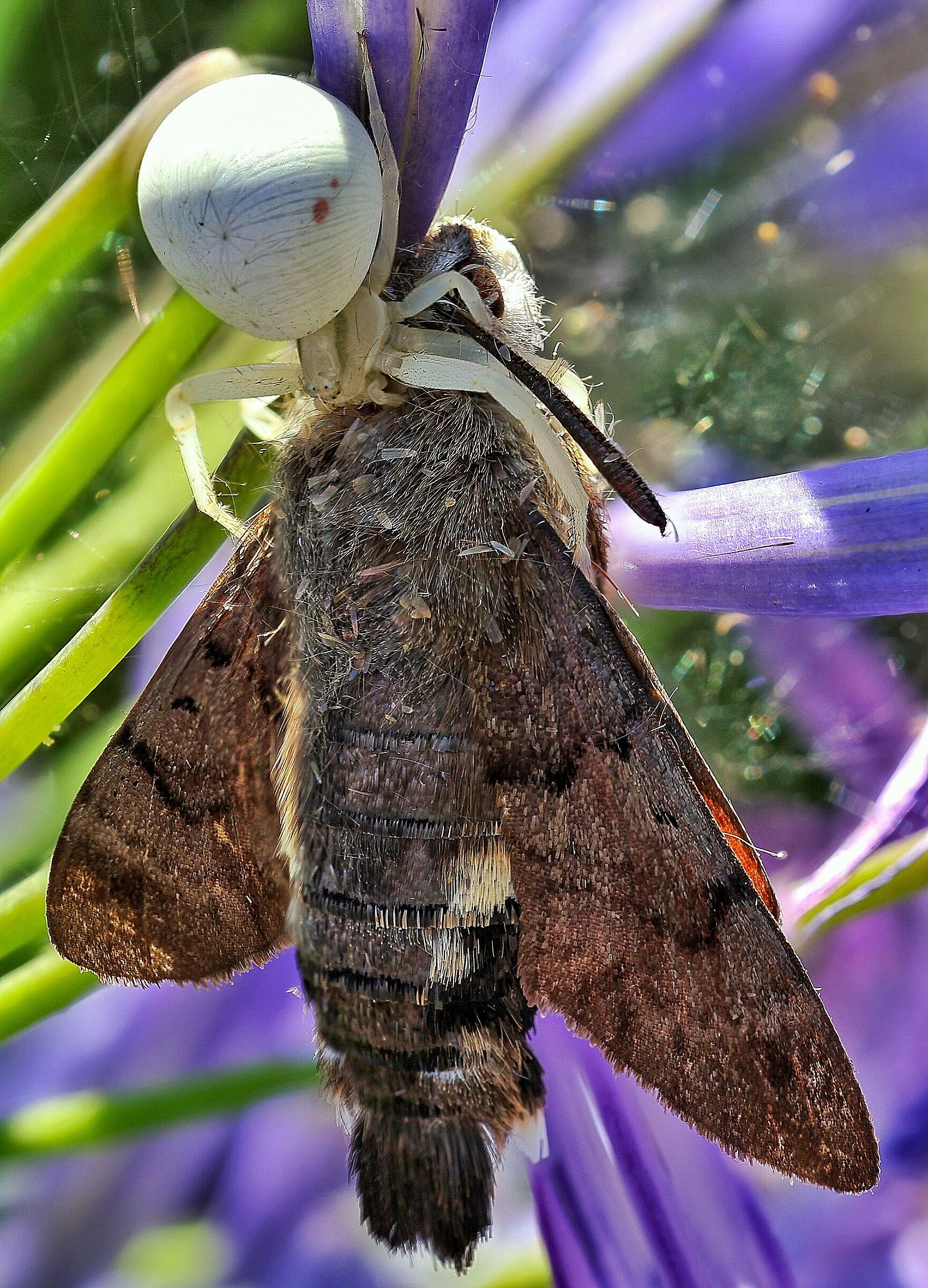 Misumena vatia e Macroglossum stellatarum