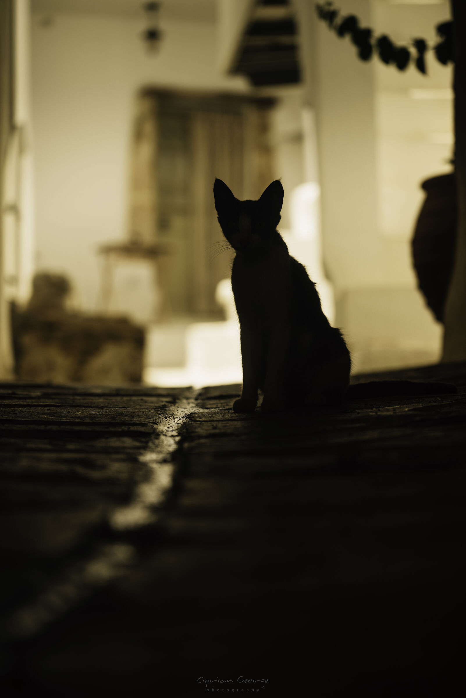 Gatto ombra