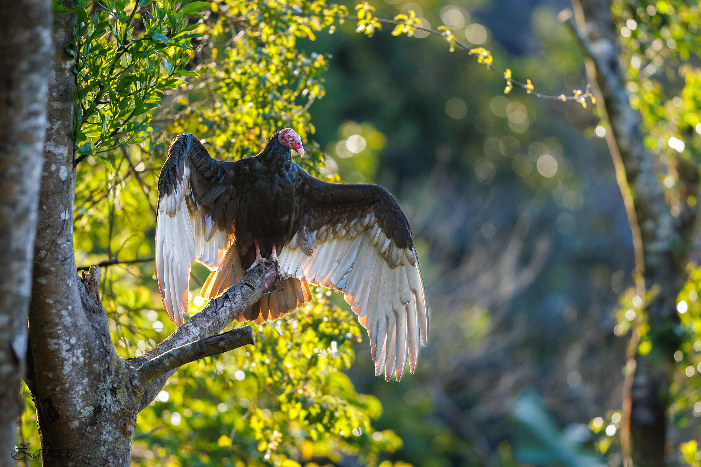 Avvoltoio Collorosso