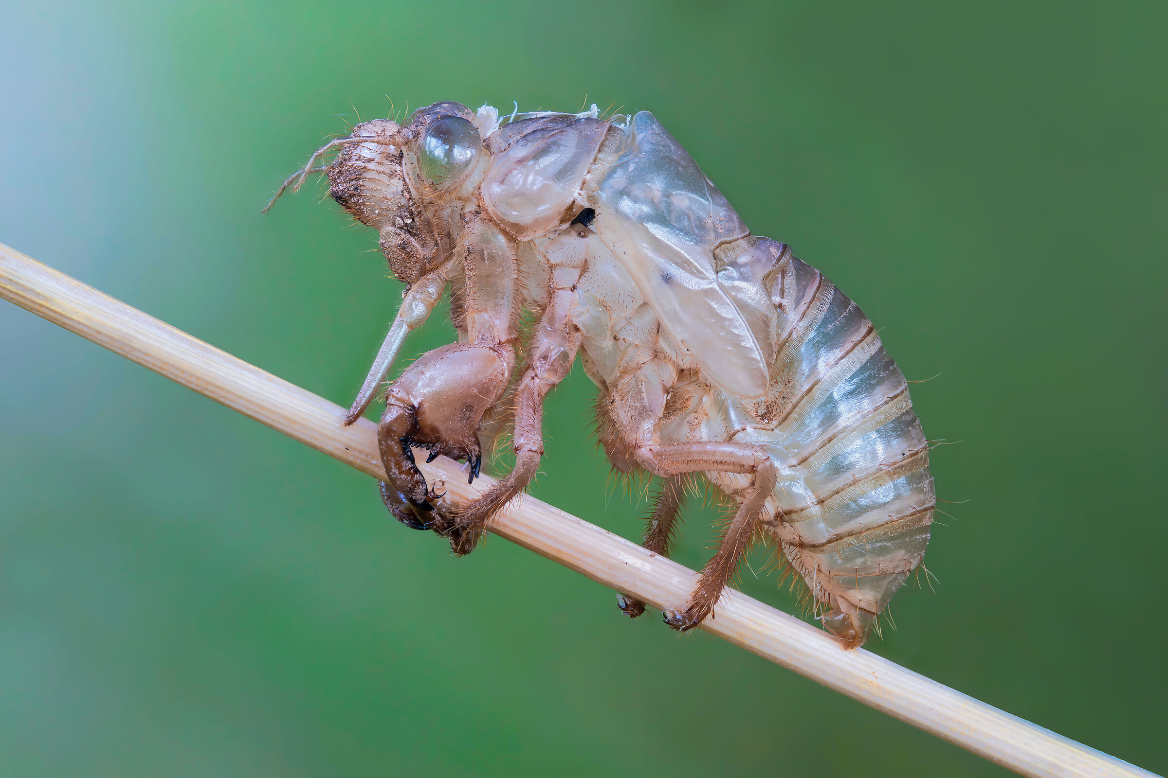 Cicada Exuvia