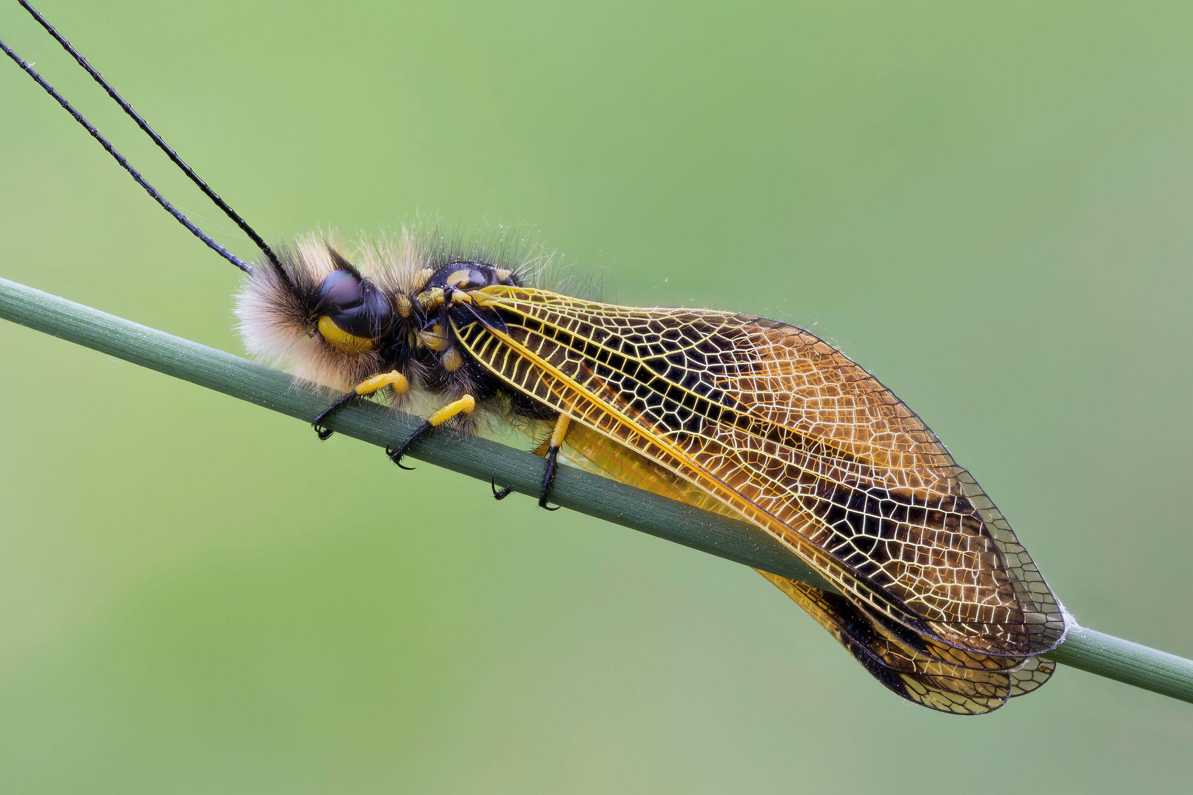 Libelloides longicornis