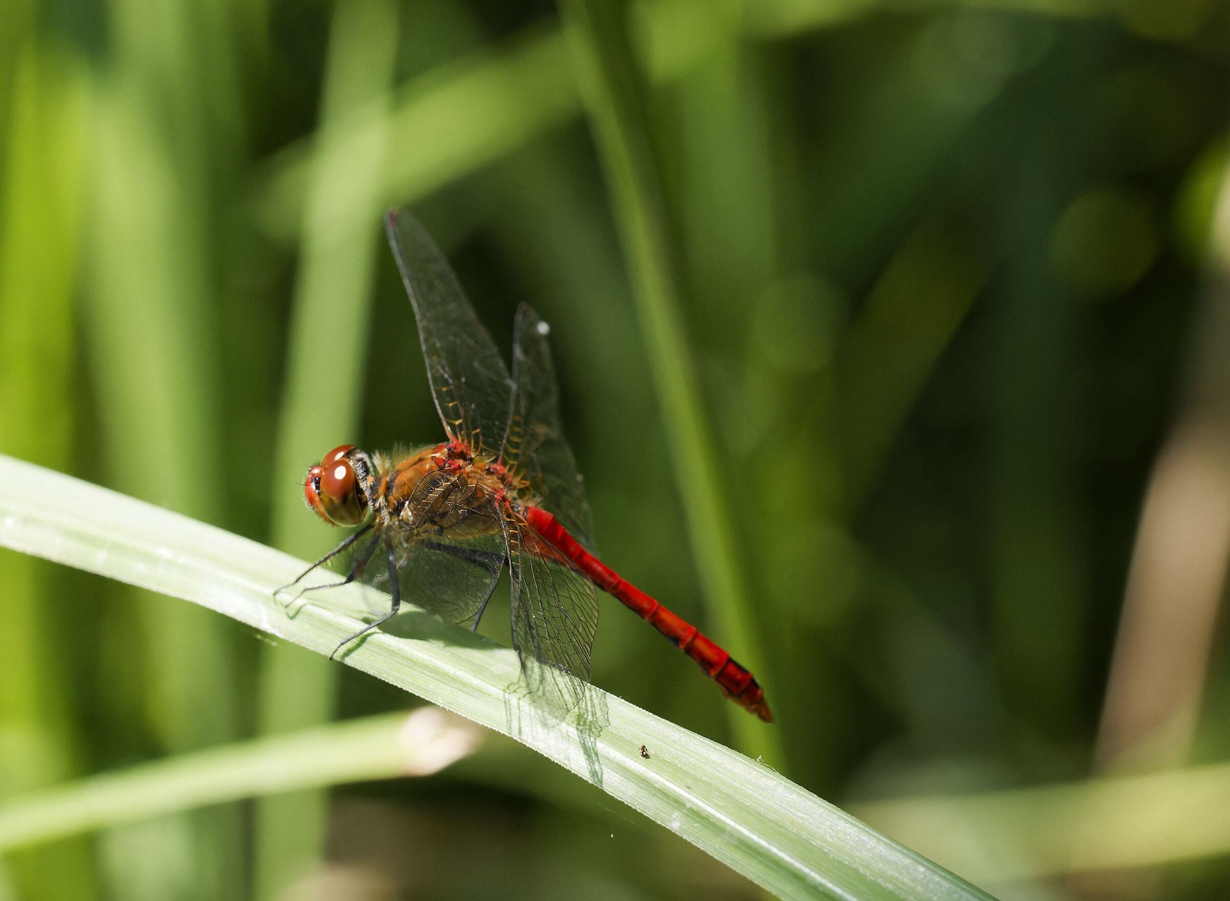 The red