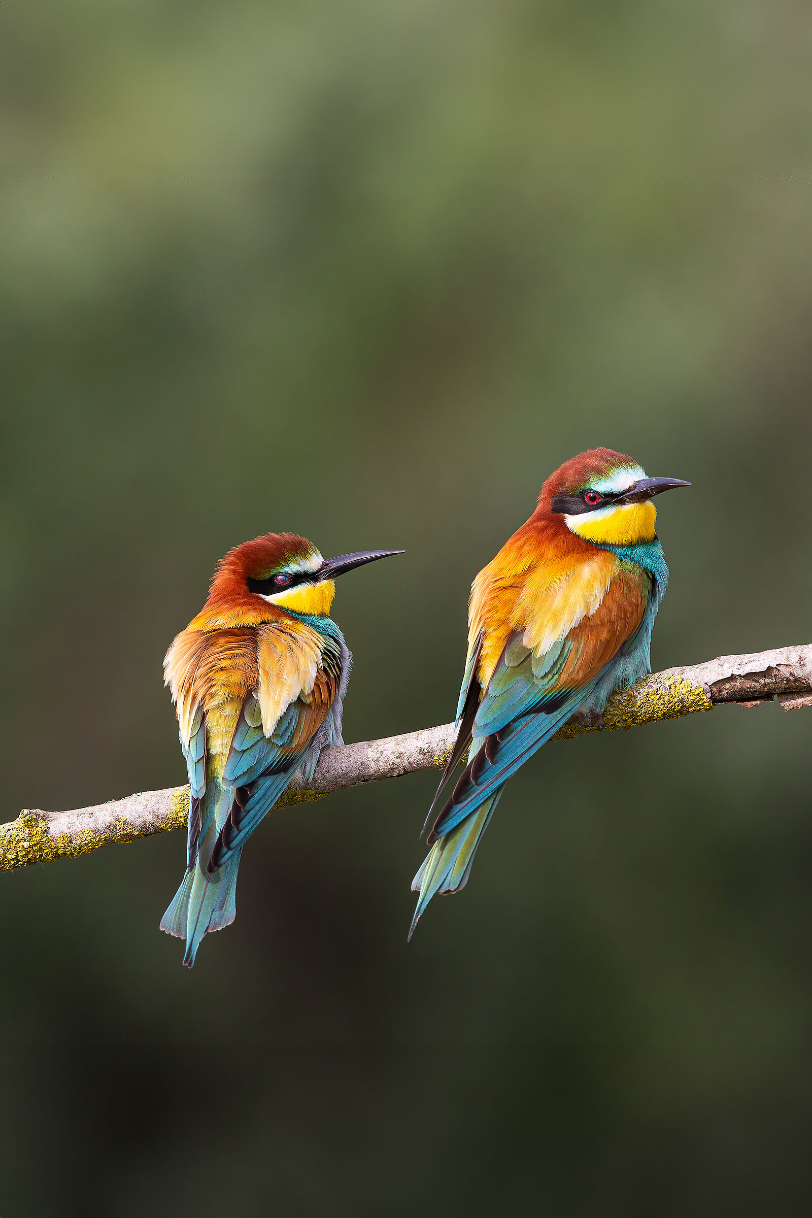 Bee-eaters