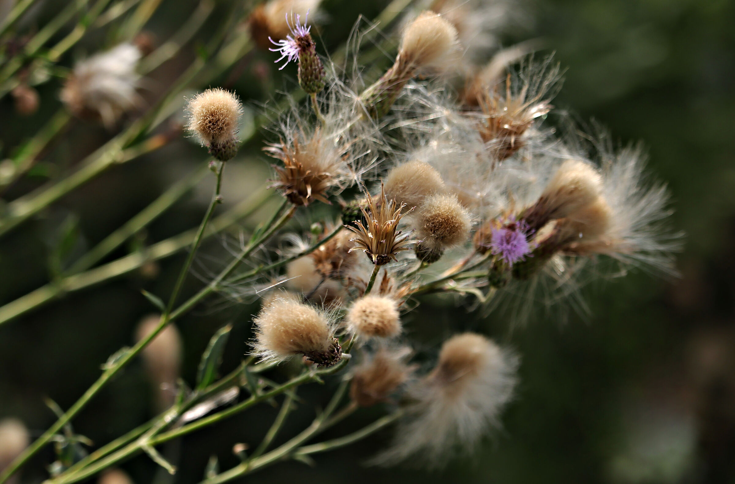 Thistle flowers