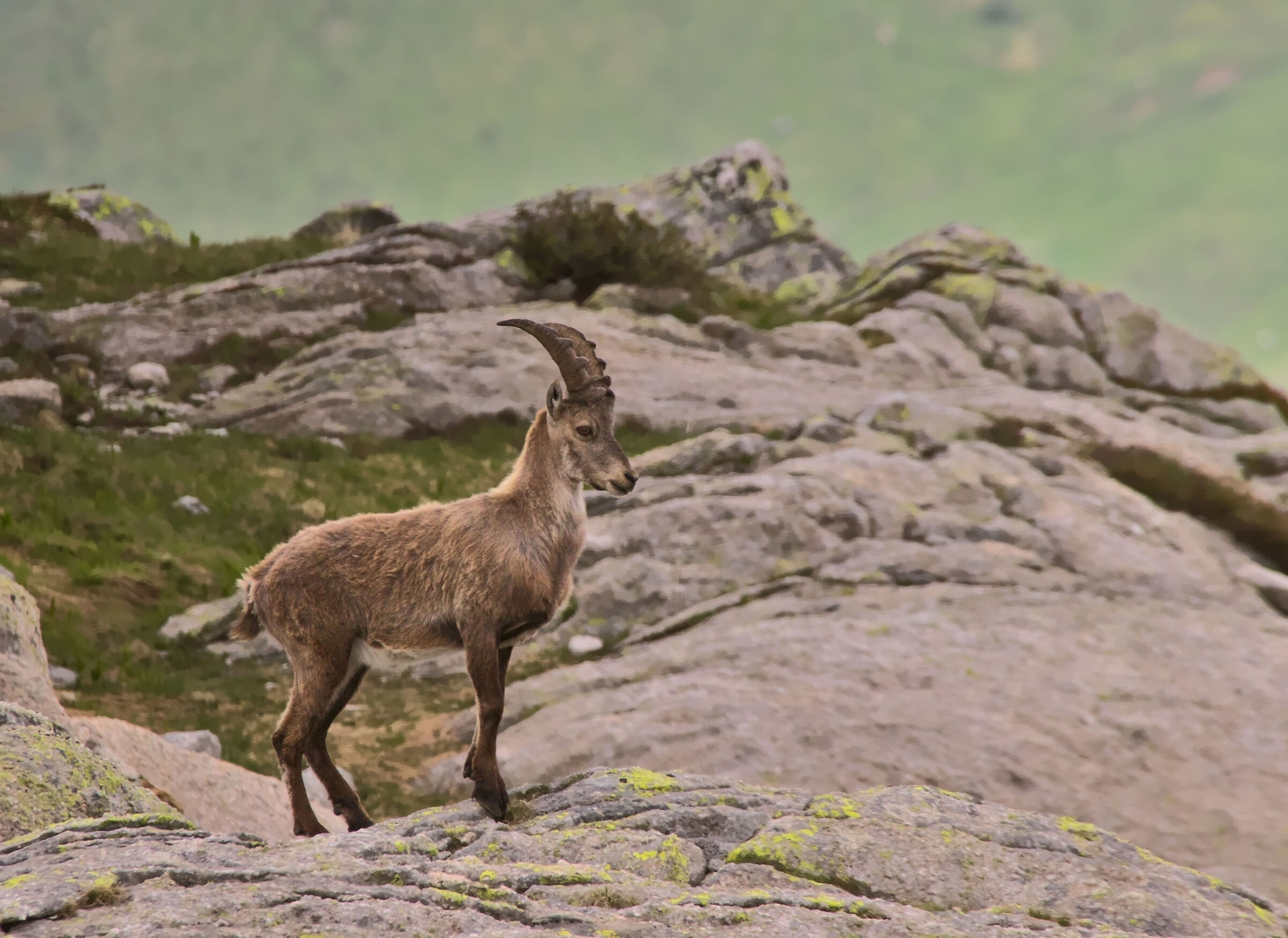 Young Ibex