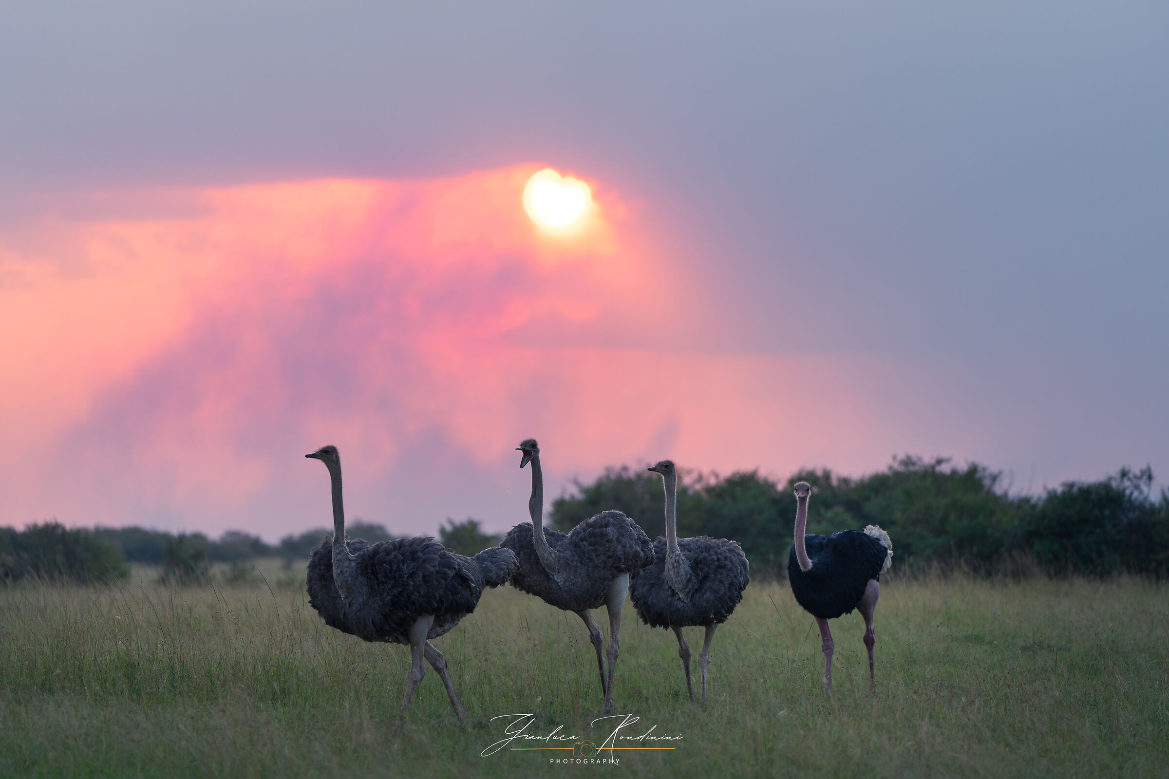Struzzi al tramonto, Masai Mara
