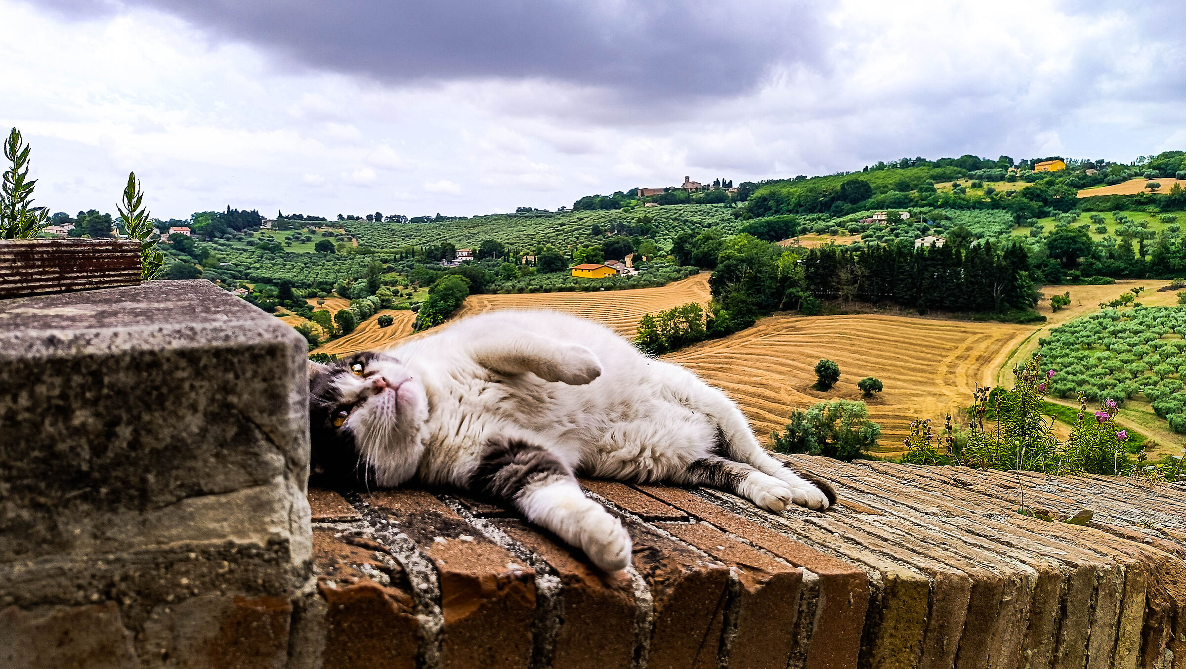 Gattone spaparanzato