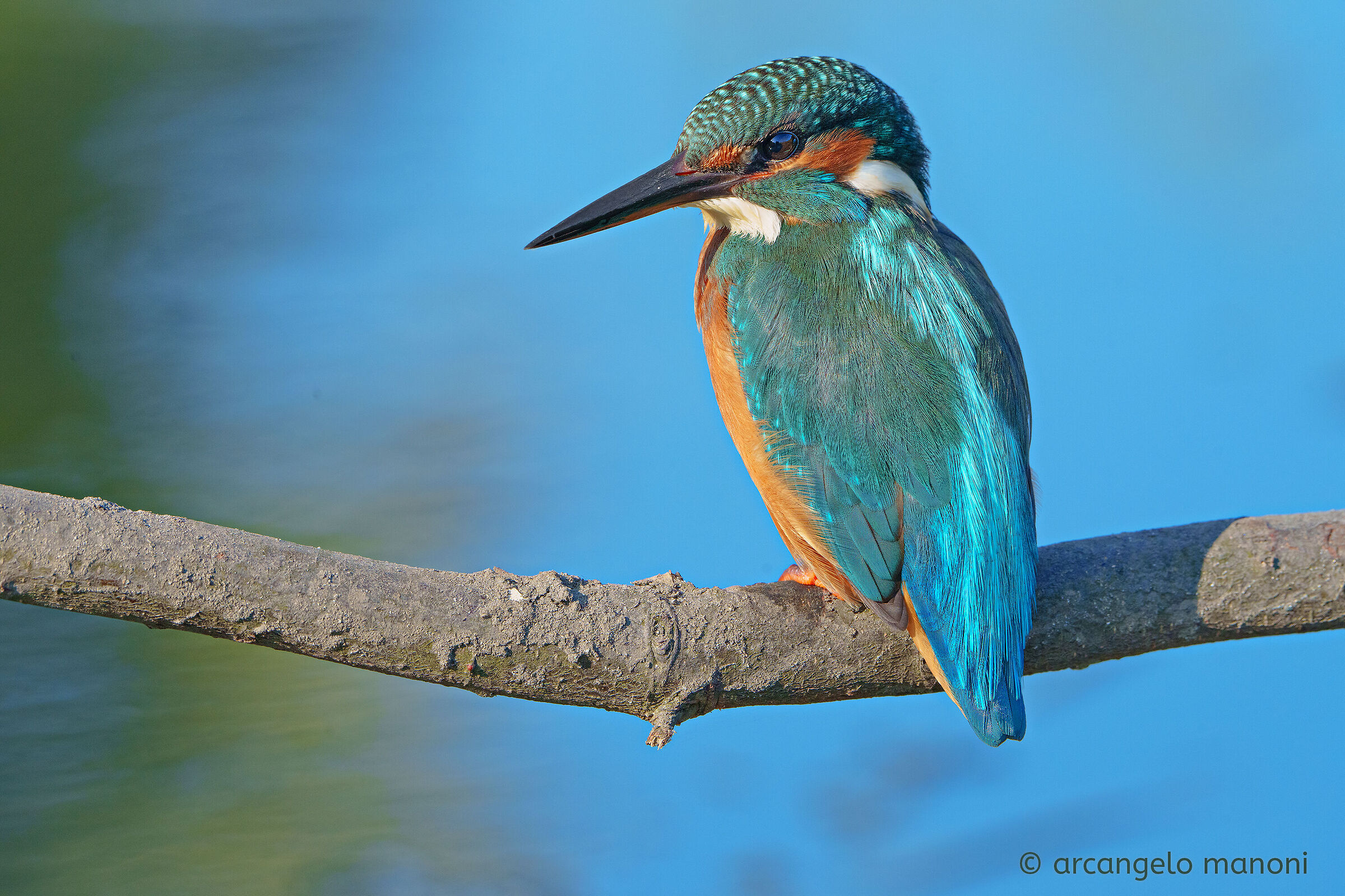 The martin in the blue