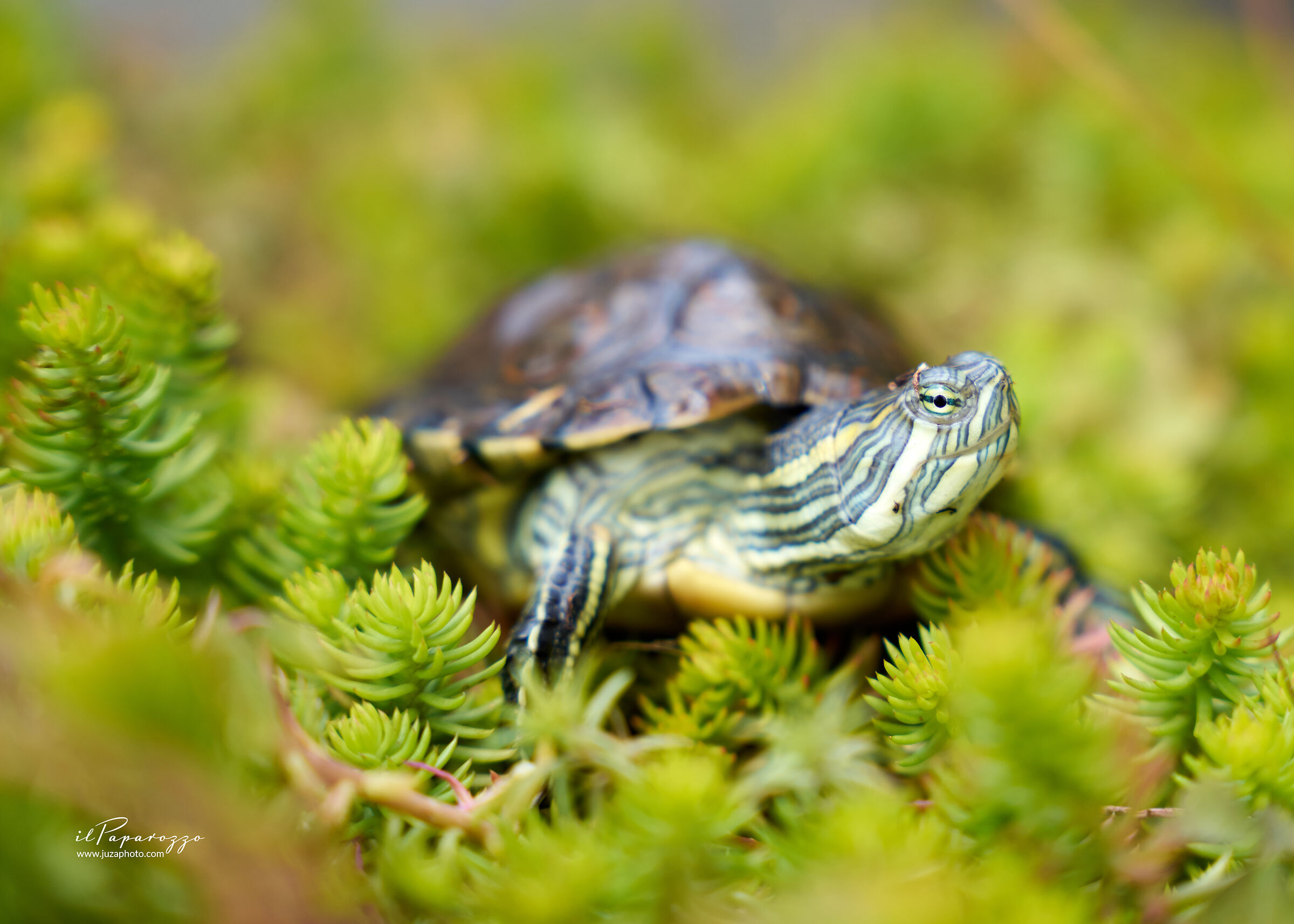 Tartaruga Palustre