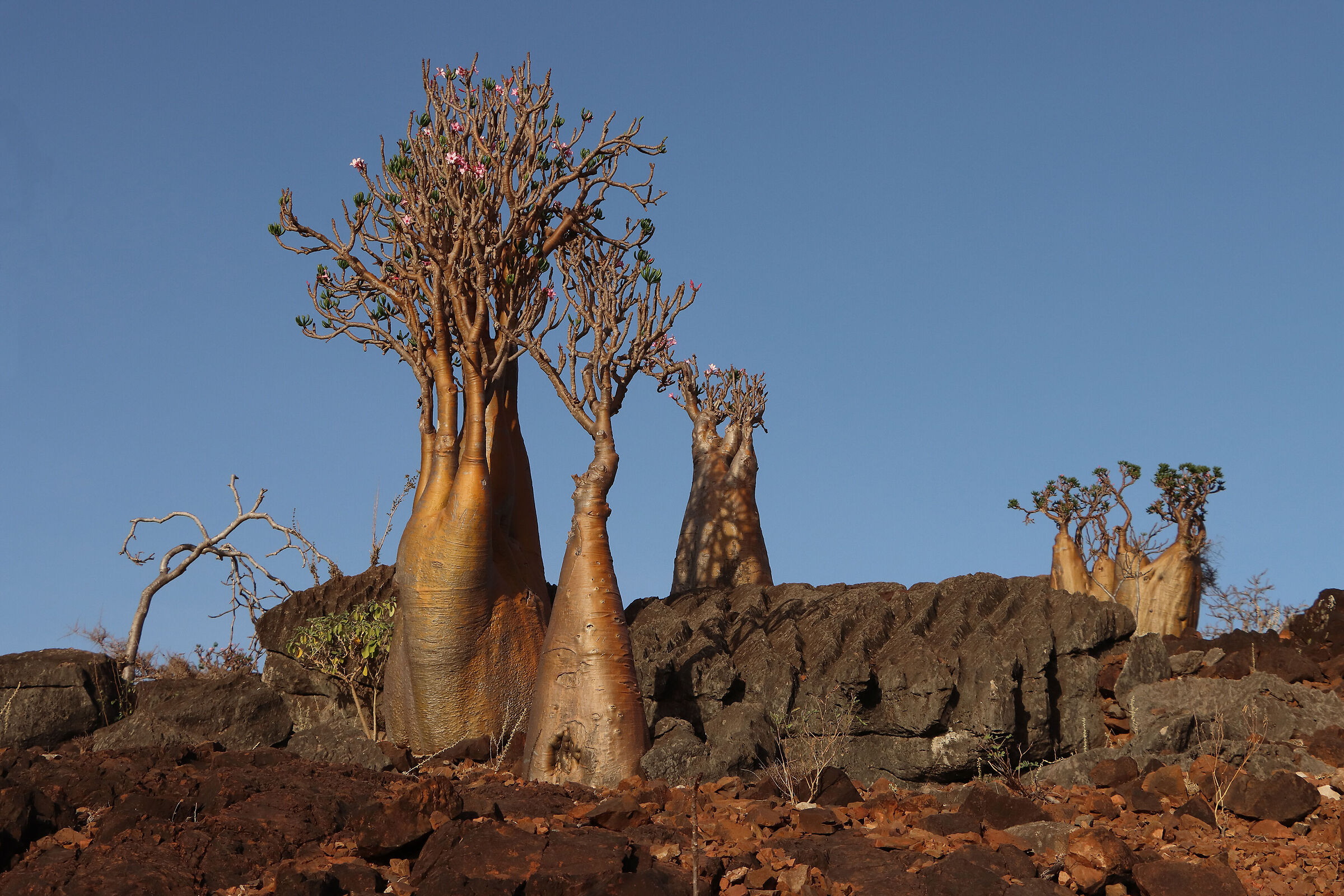 S O C O T R A - "alien" trees