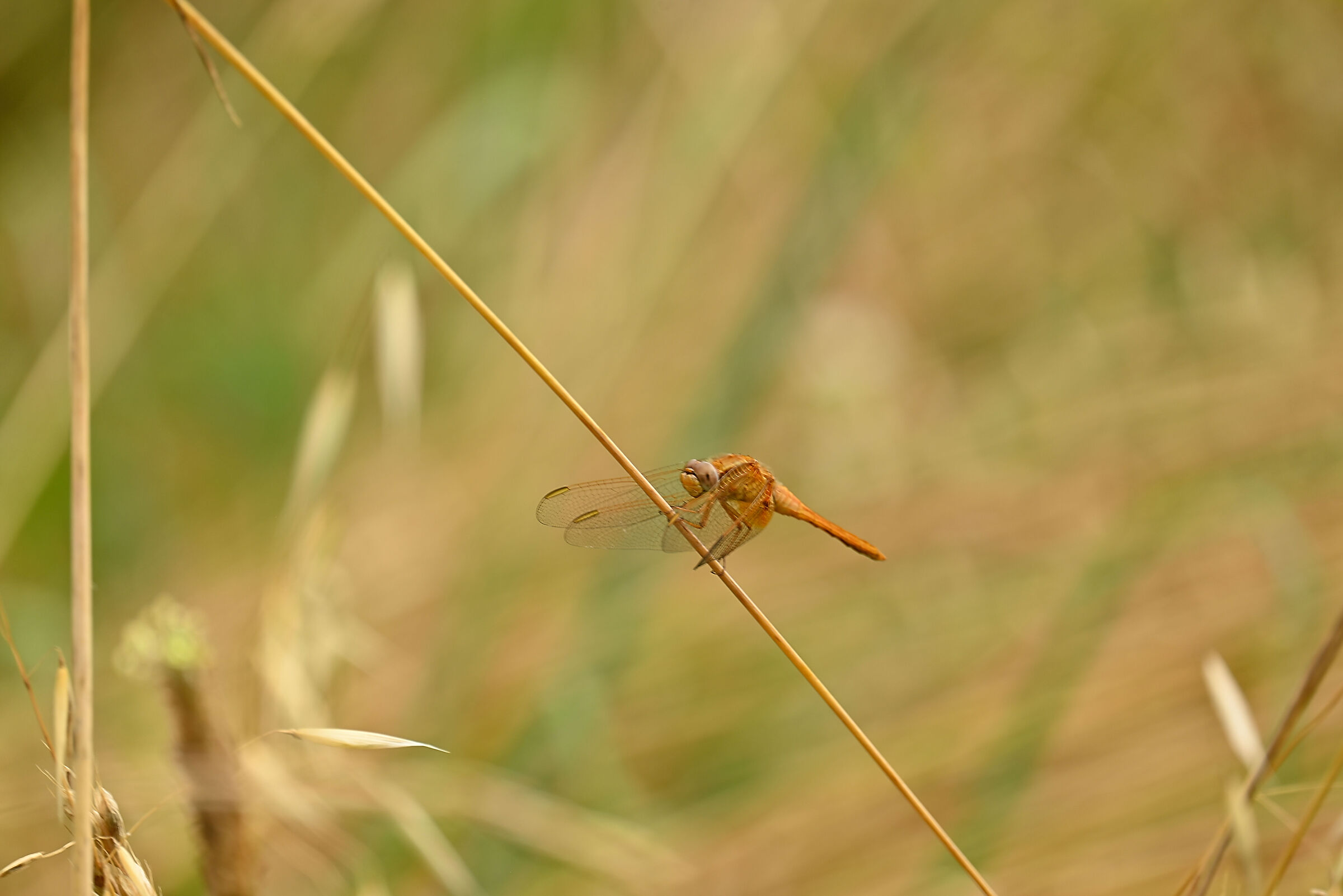 Crocothemis