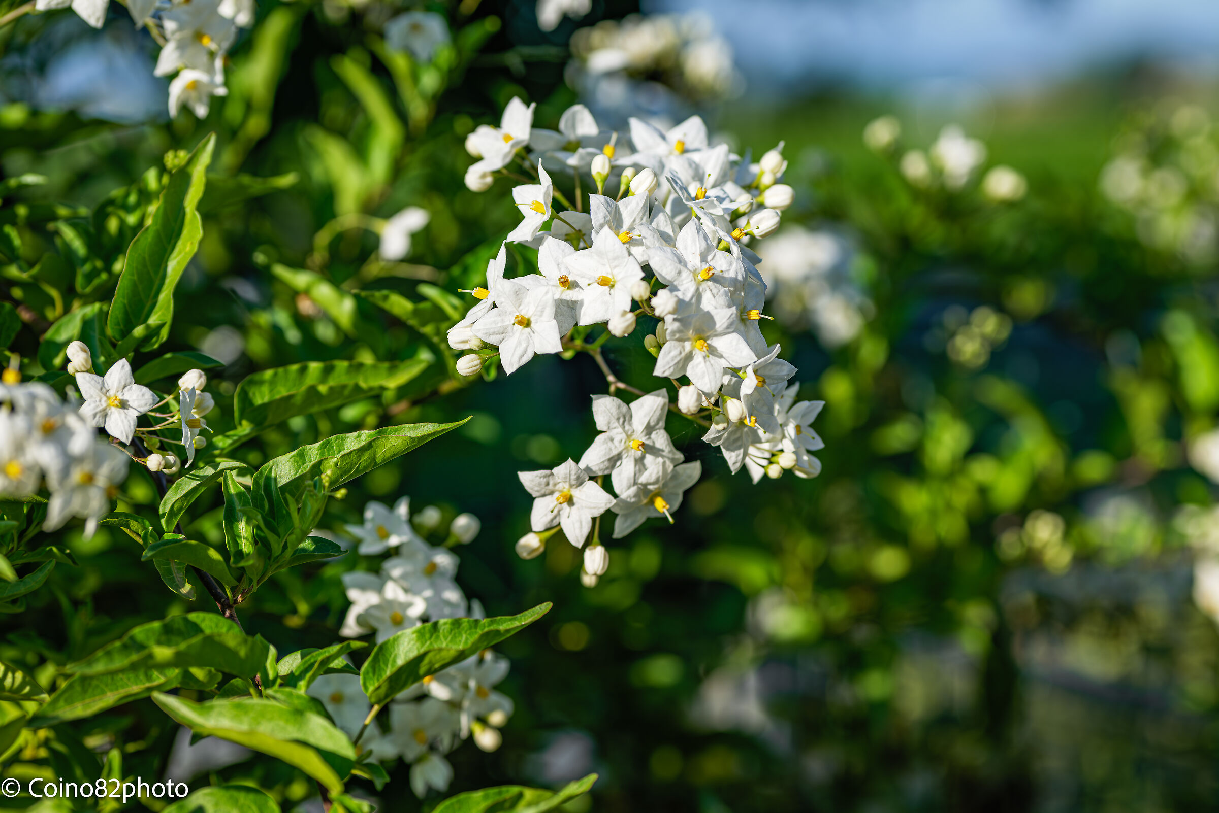 white flowers