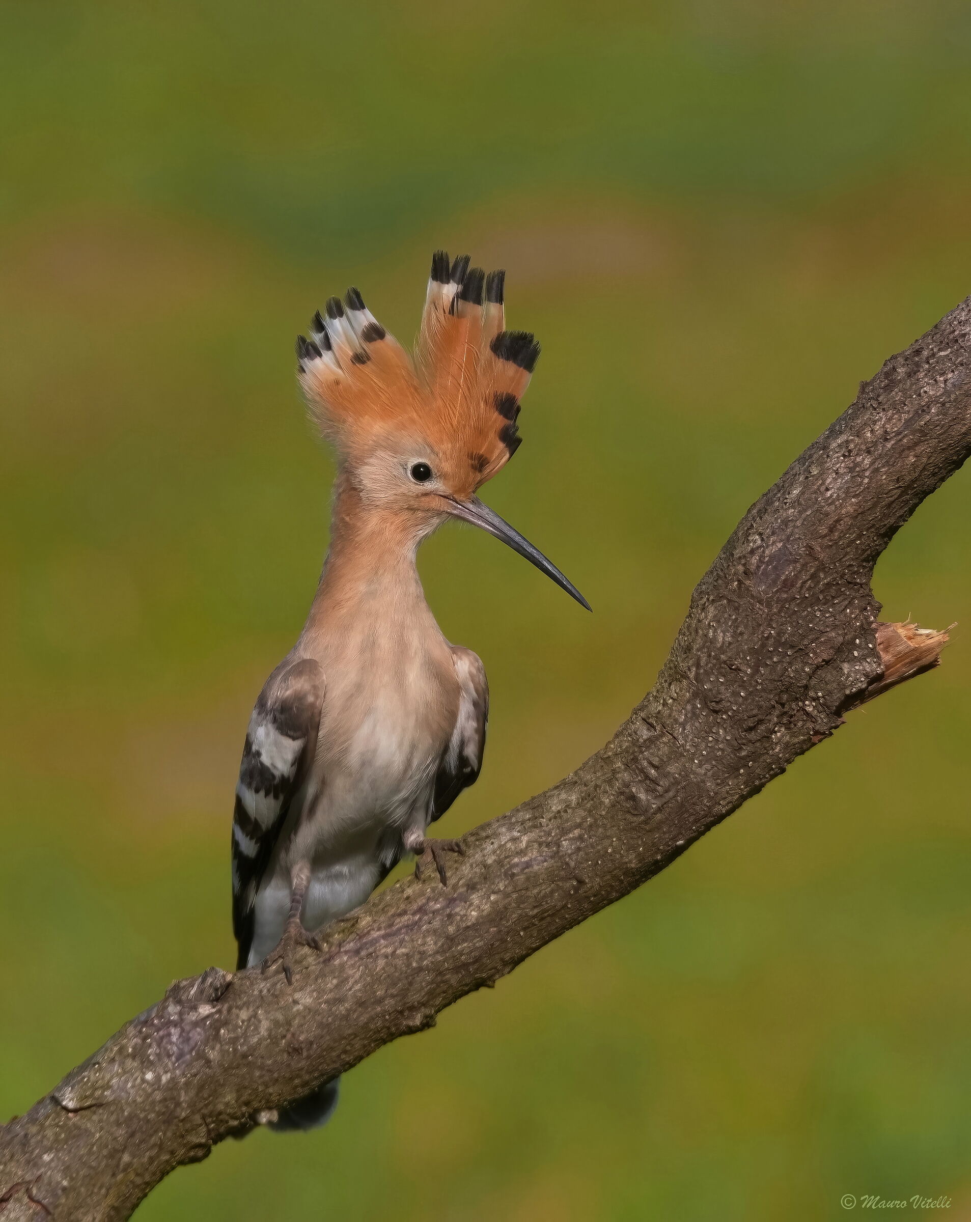 Hoopoe (Upupa epops)