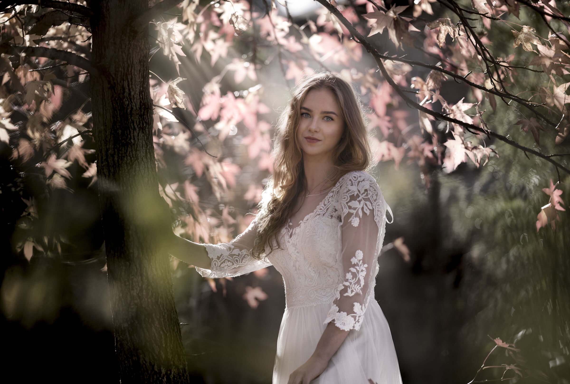 A photo below the liquidambar