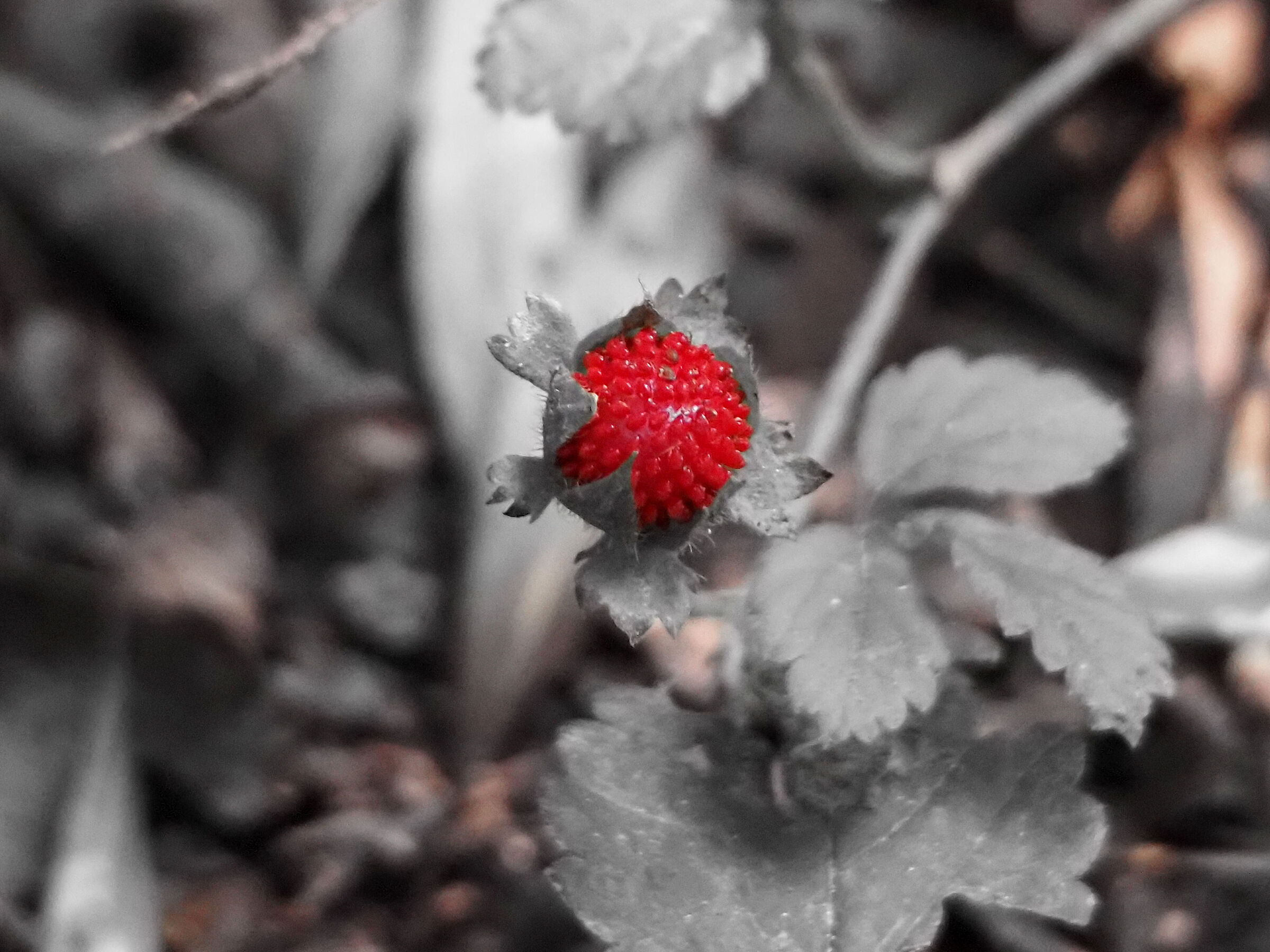berry