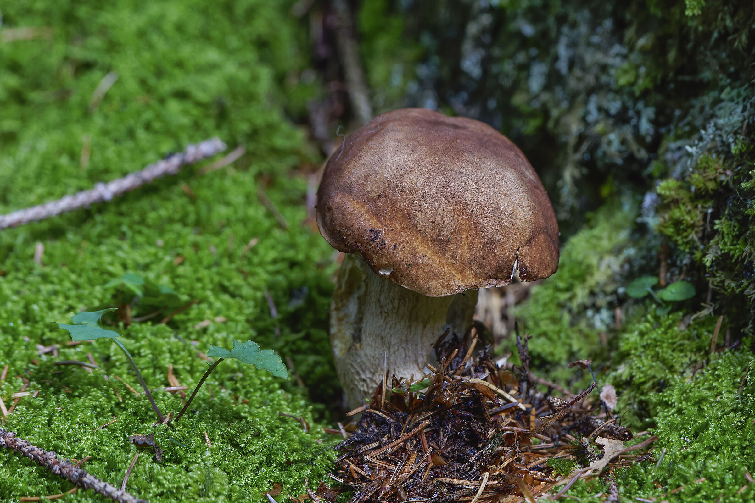 First mushroom of 2024