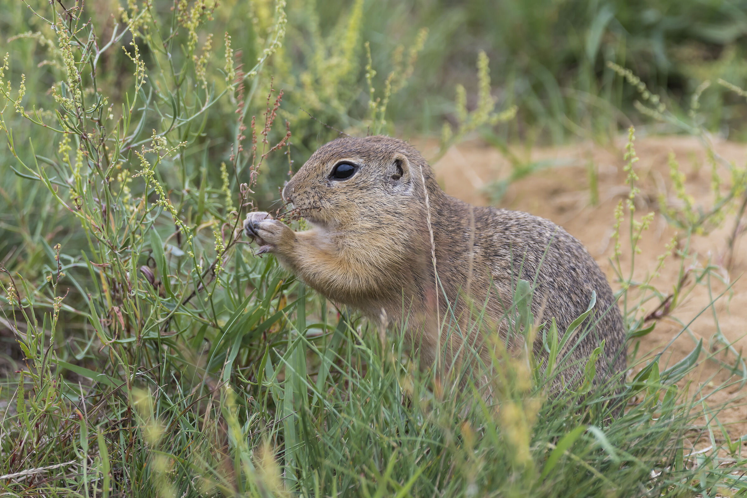 Portrait (Spermophilus citellus)