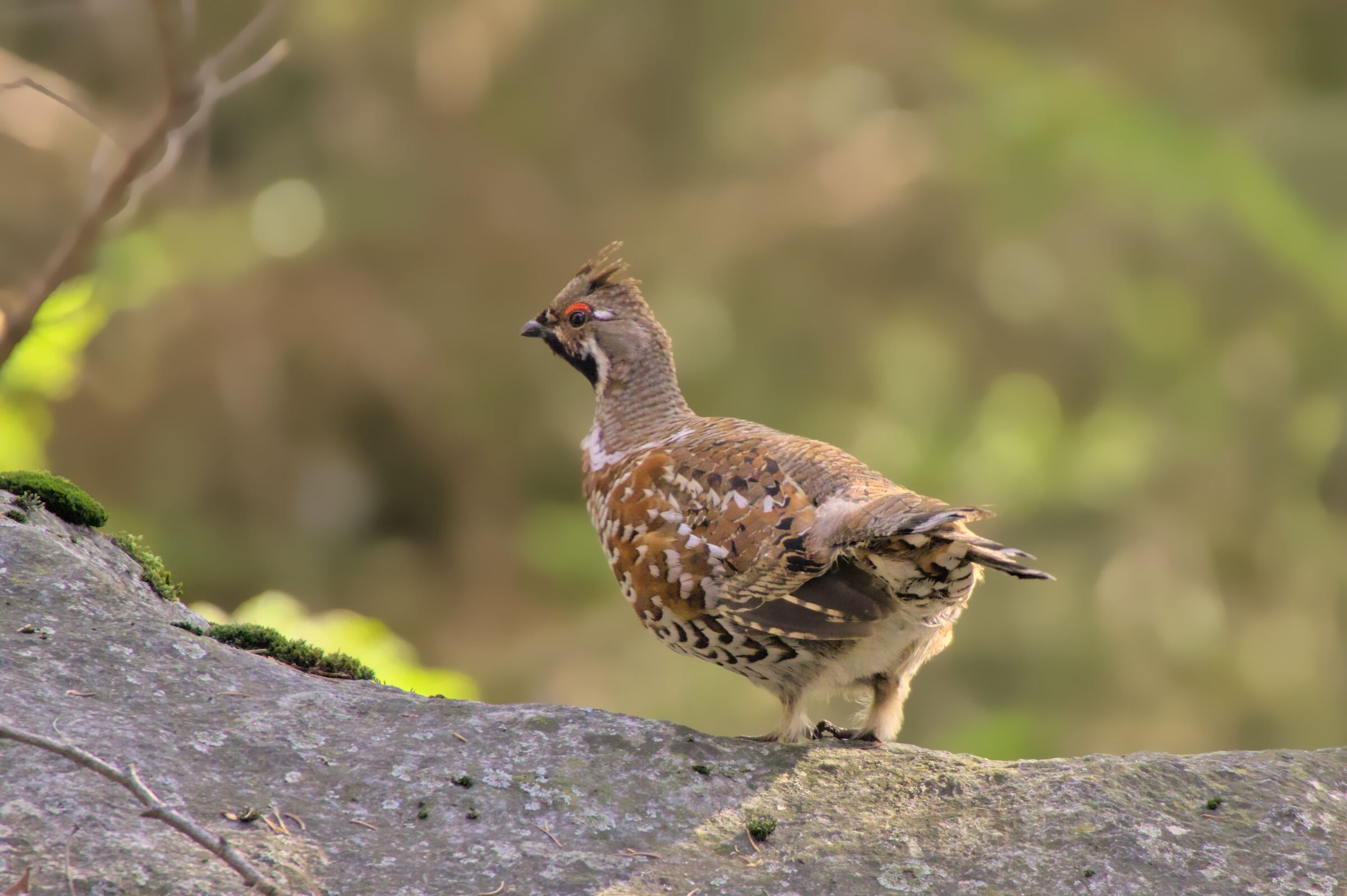Male hazel grouse