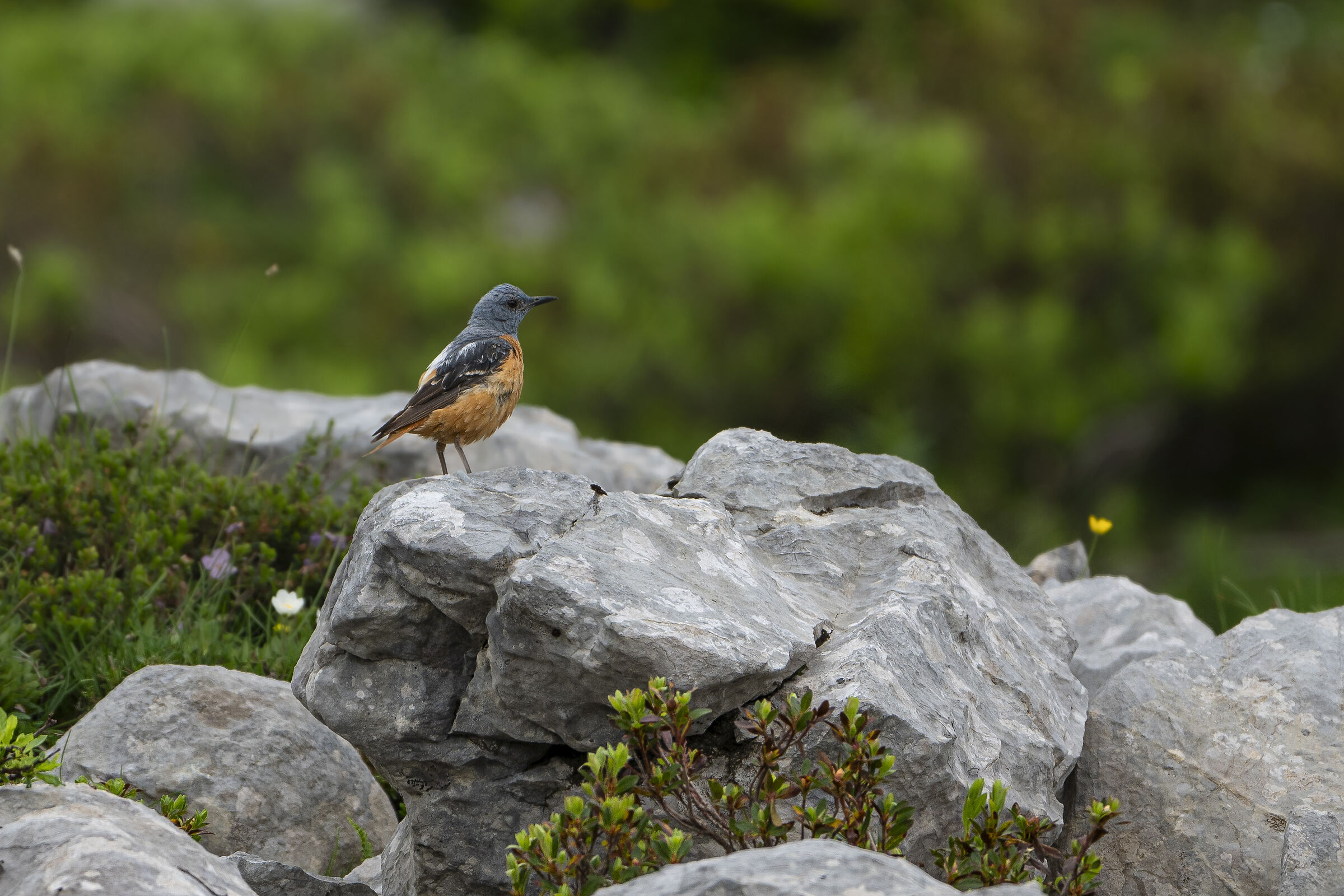 Rock thrush