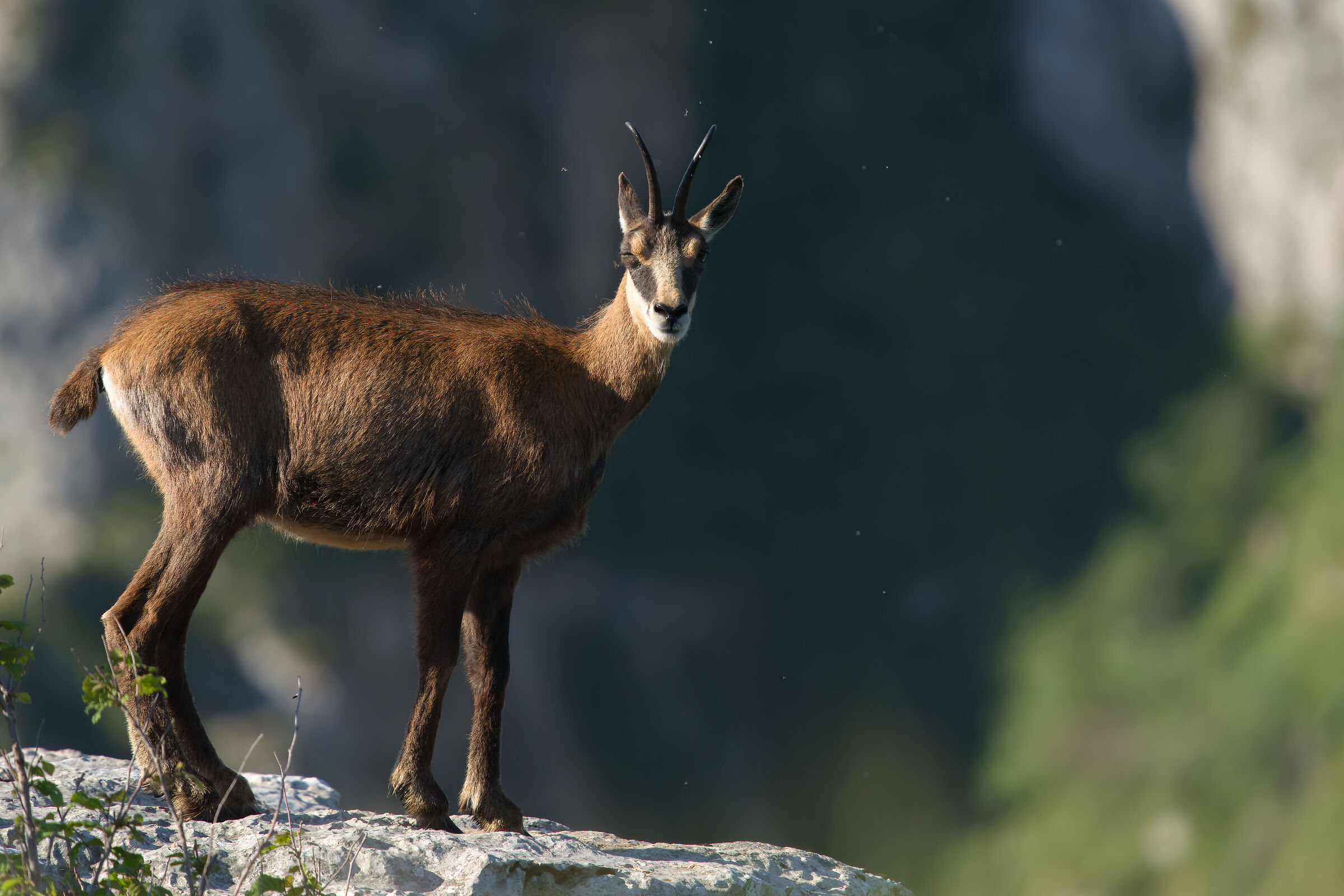 L'occhiolino del camoscio