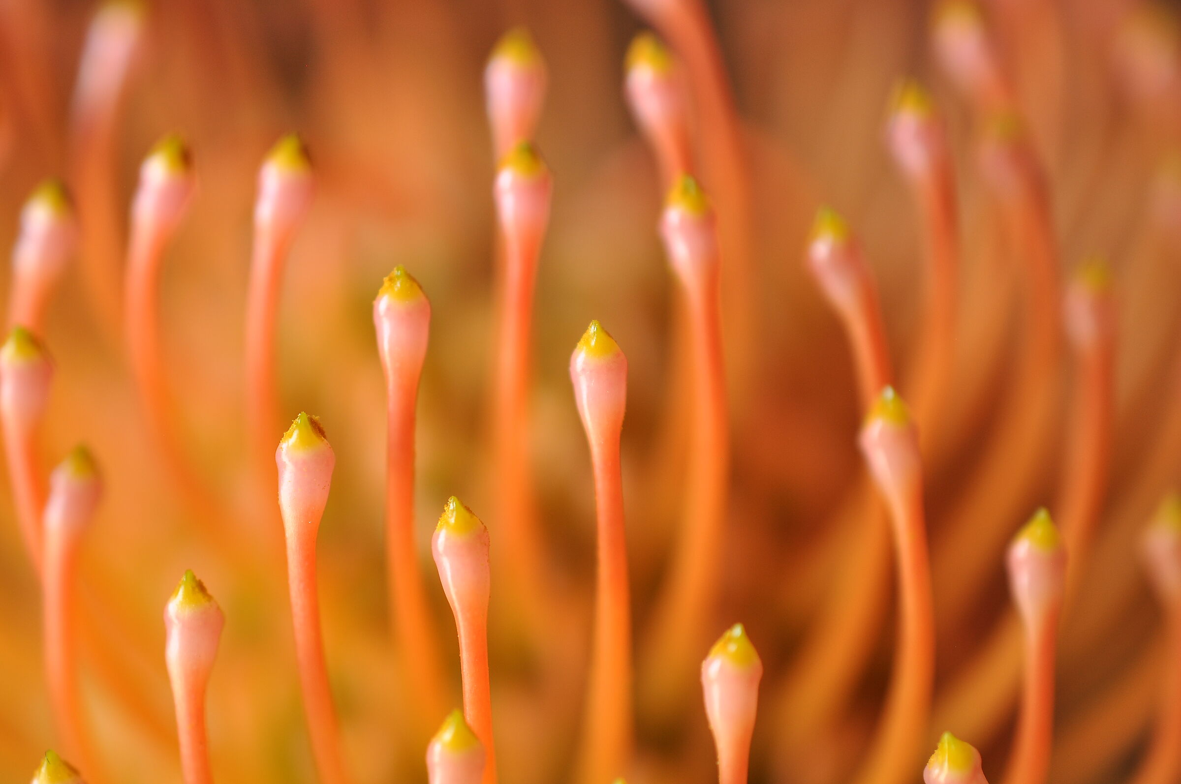 Stamens