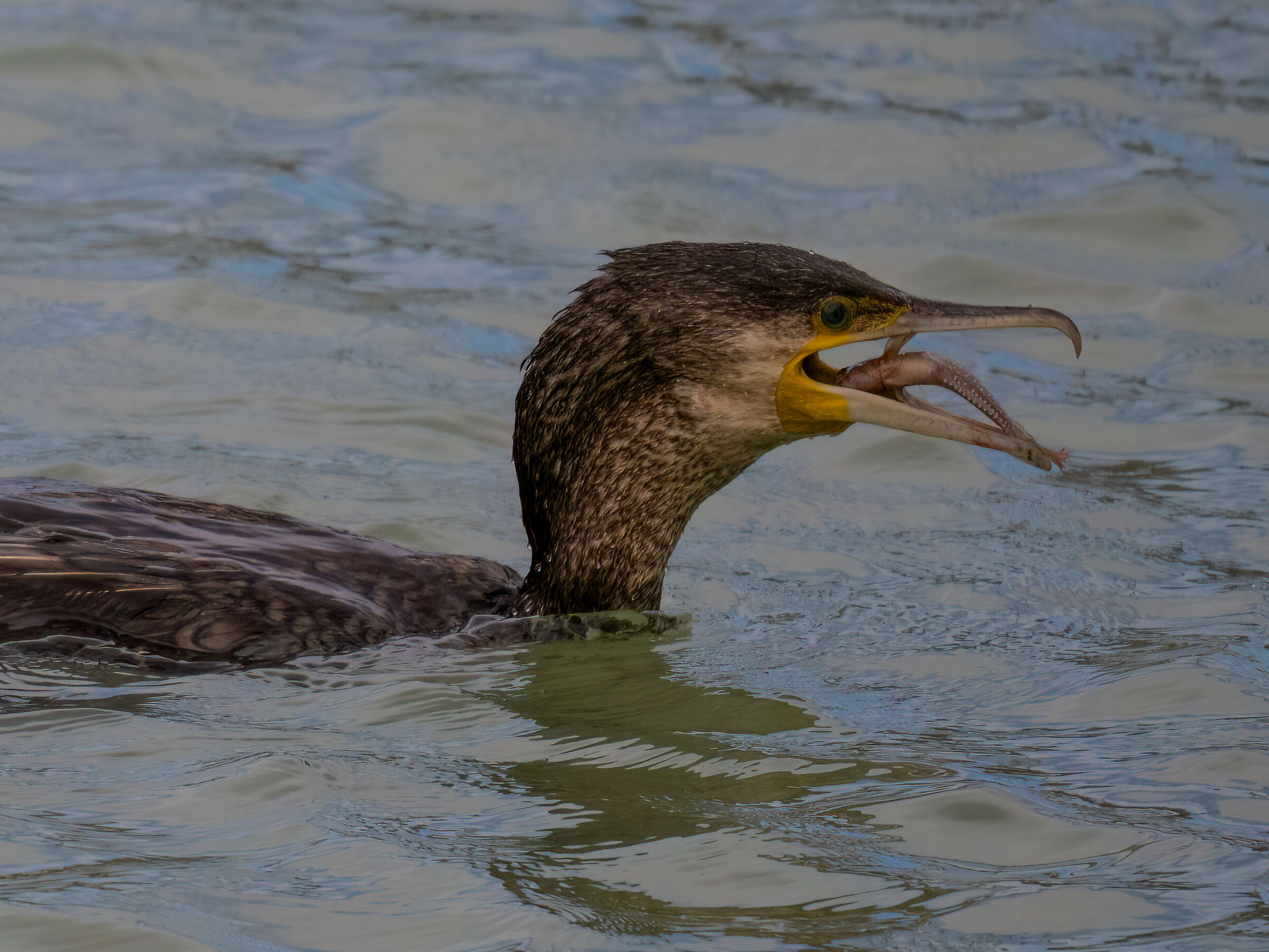 Cormorant