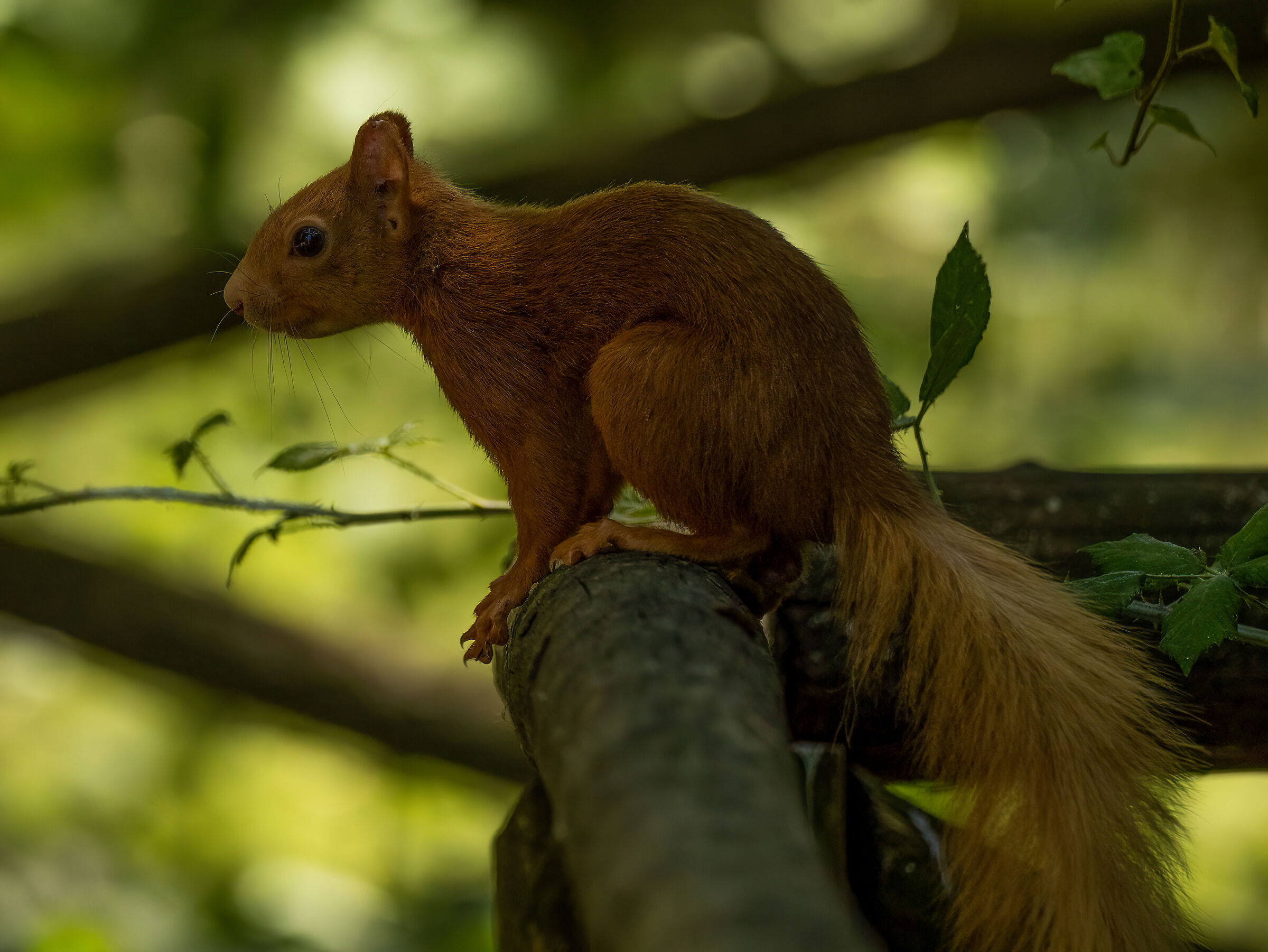 Red squirrel