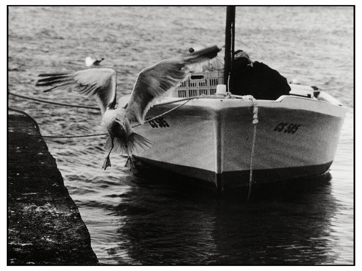 Jonathan Livingston.