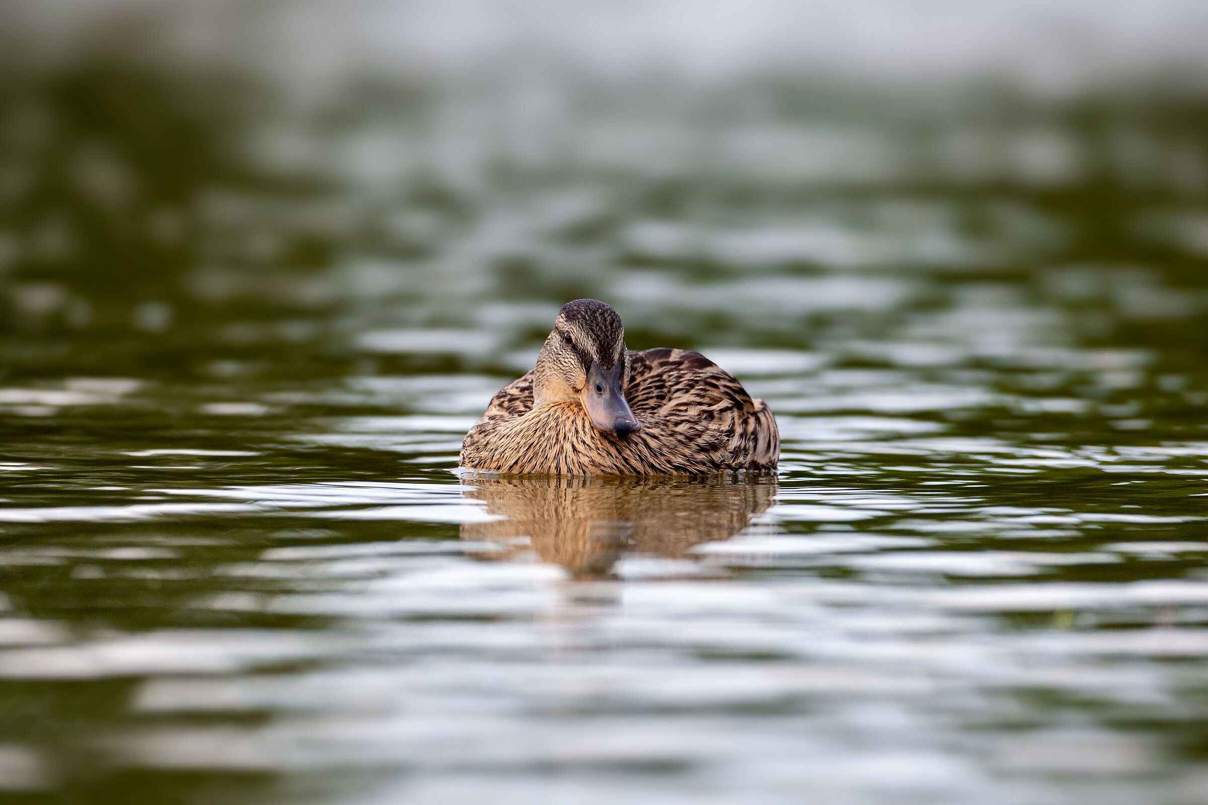 Germano reale a riposo