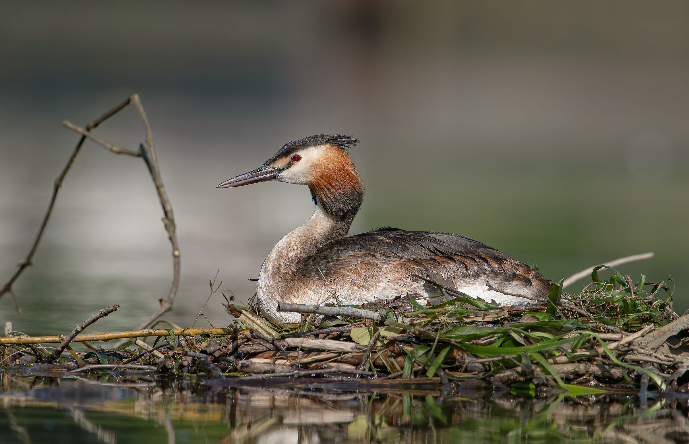 Hatching grebe July 2024 Province Milan